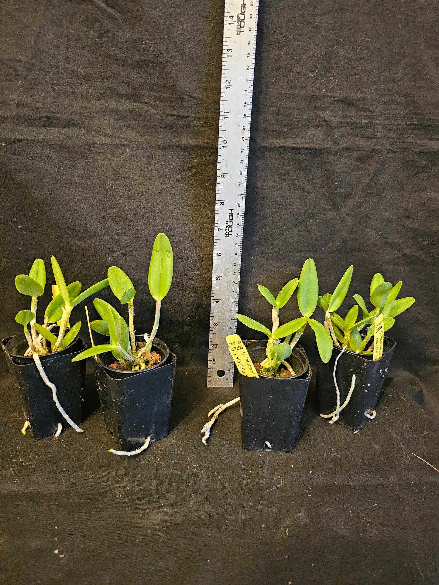 Cattleya intermedia var Orlata x sub. Near bloom size cattleya orchid species. ('Rio' x 'Hsinying')