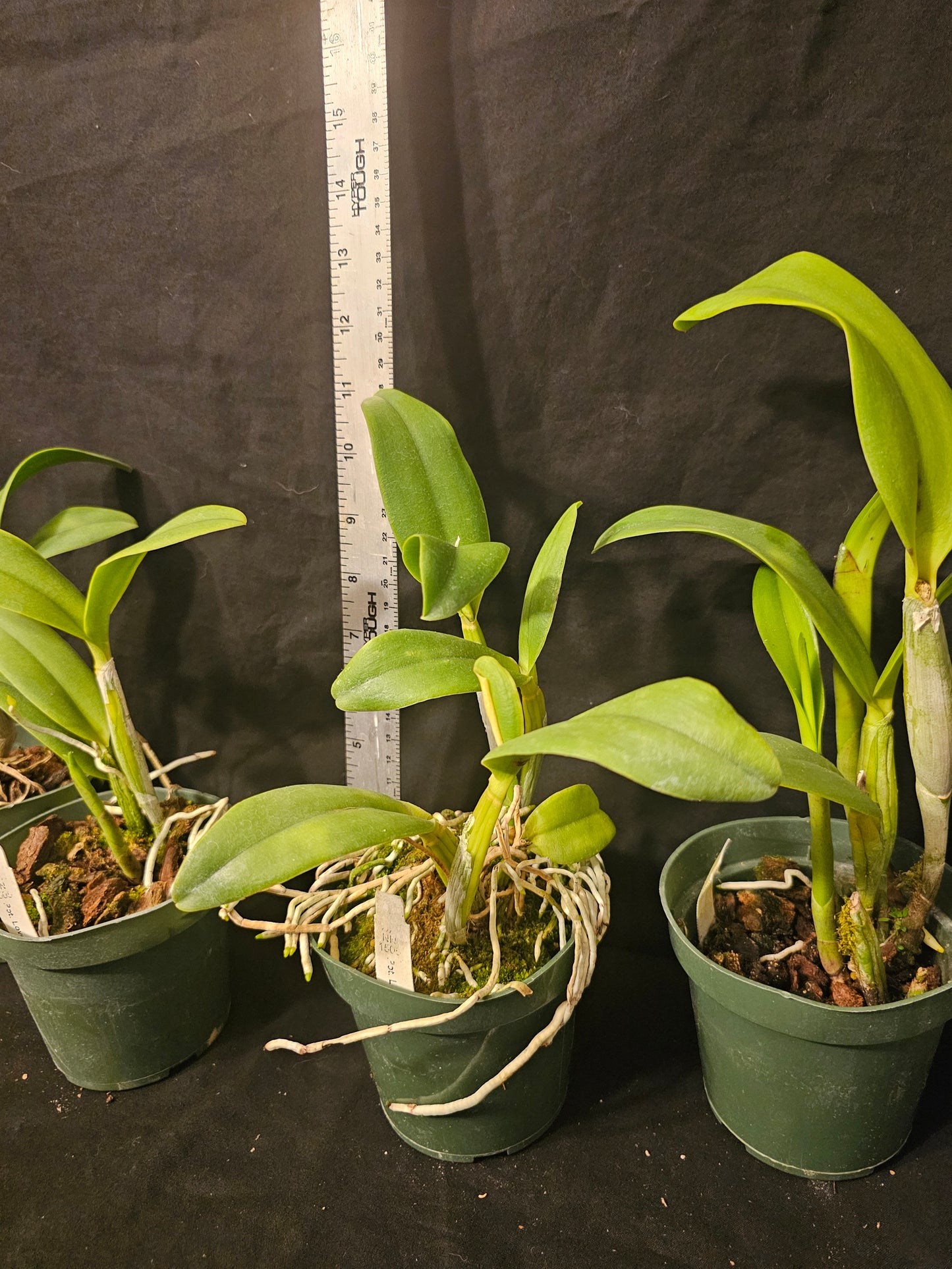 Rth. Love Passion 'Island Romance' blooming size cattleya orchid clone.