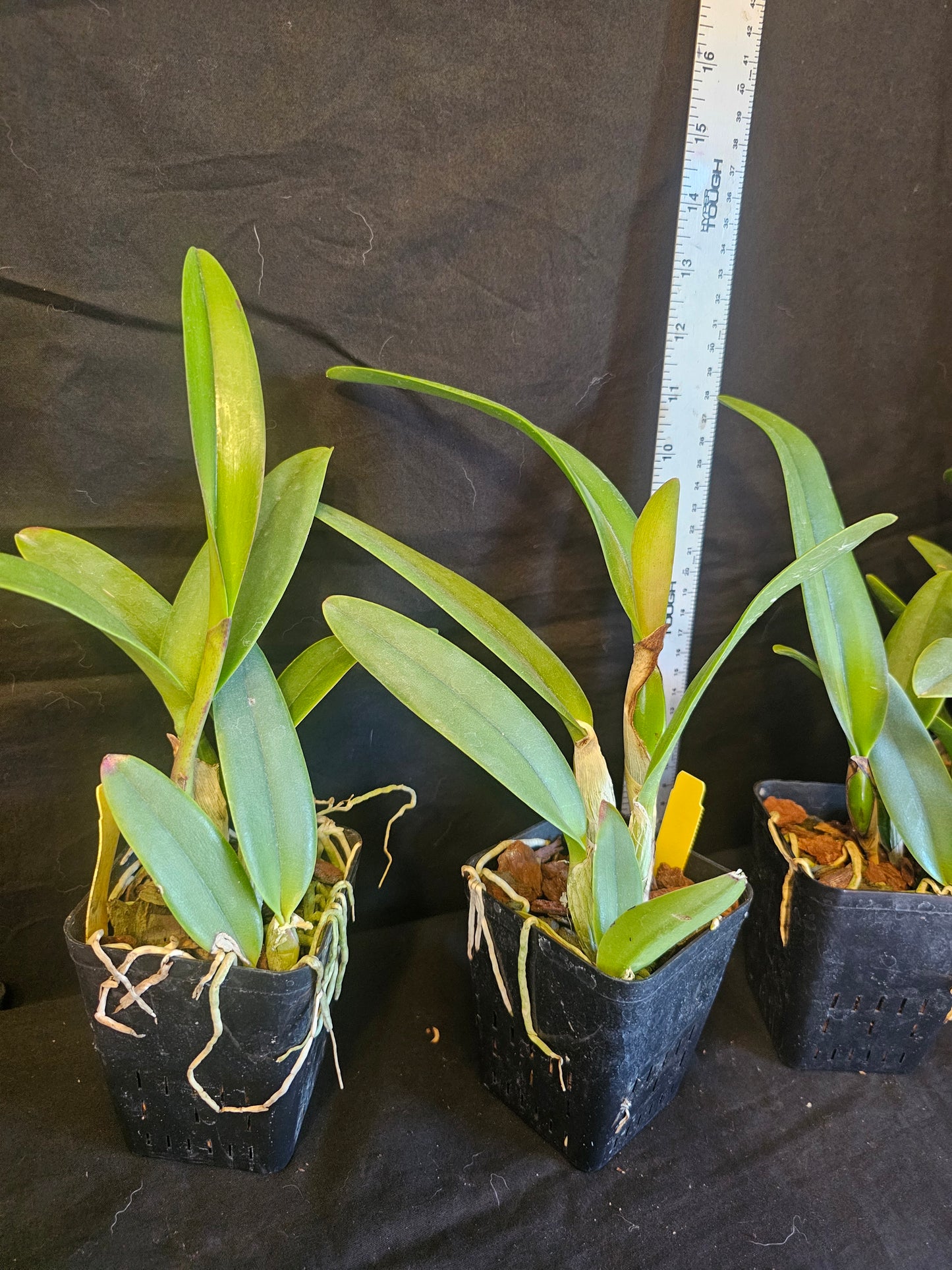 Rlc Hawaiian Island Treat '#14' blooming size cattleya orchid clone