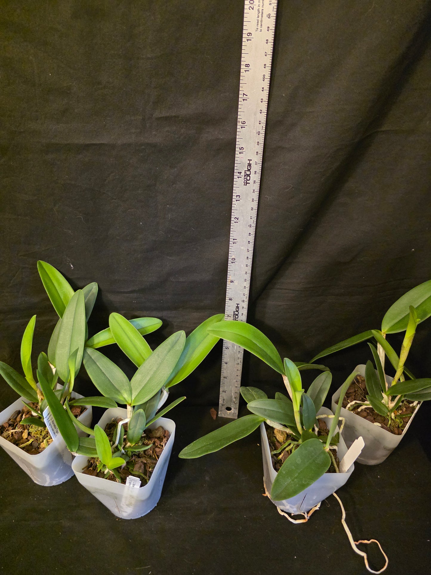 Cattleya Mareeba Tiger v coerulea, blooming size orchid hybrid. Fragrant beauty