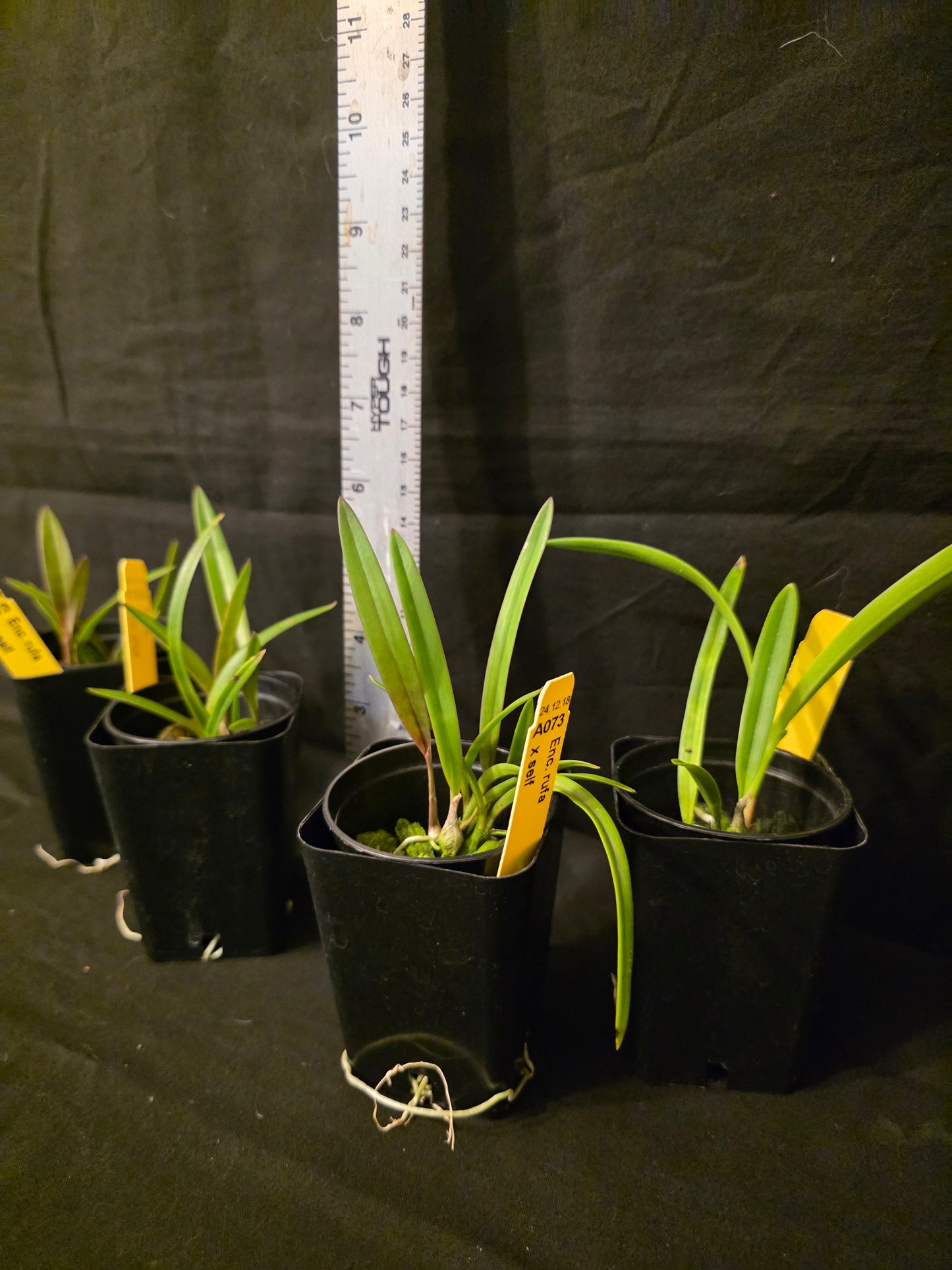 Encyclia rufa x self seedling size encyclia orchid species.