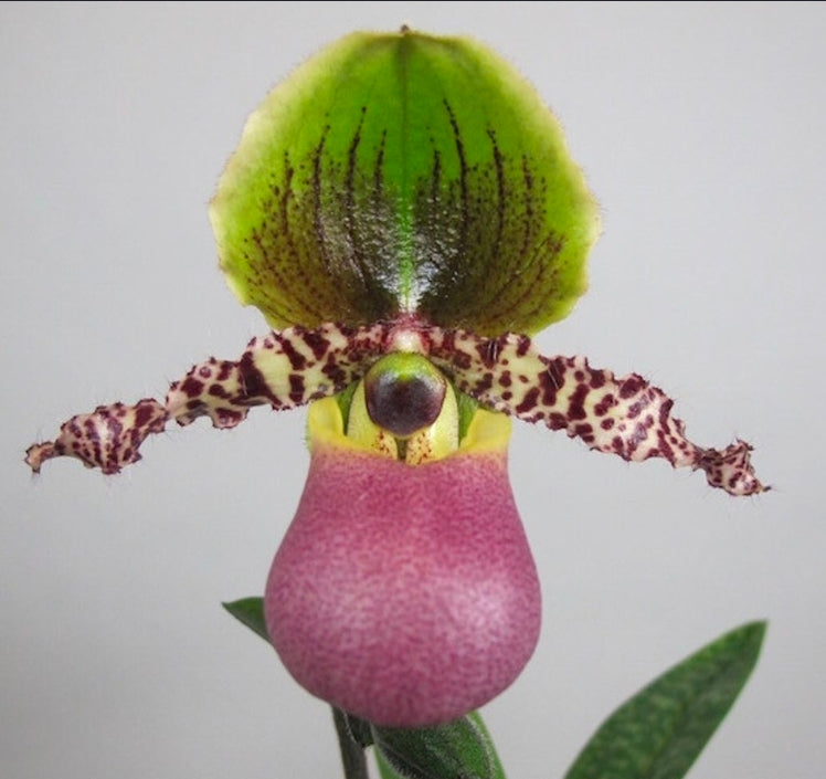 Paphiopedilum Pinocchio blooming size Paphiopedilum orchid hybrid. Unique beautiful blooms