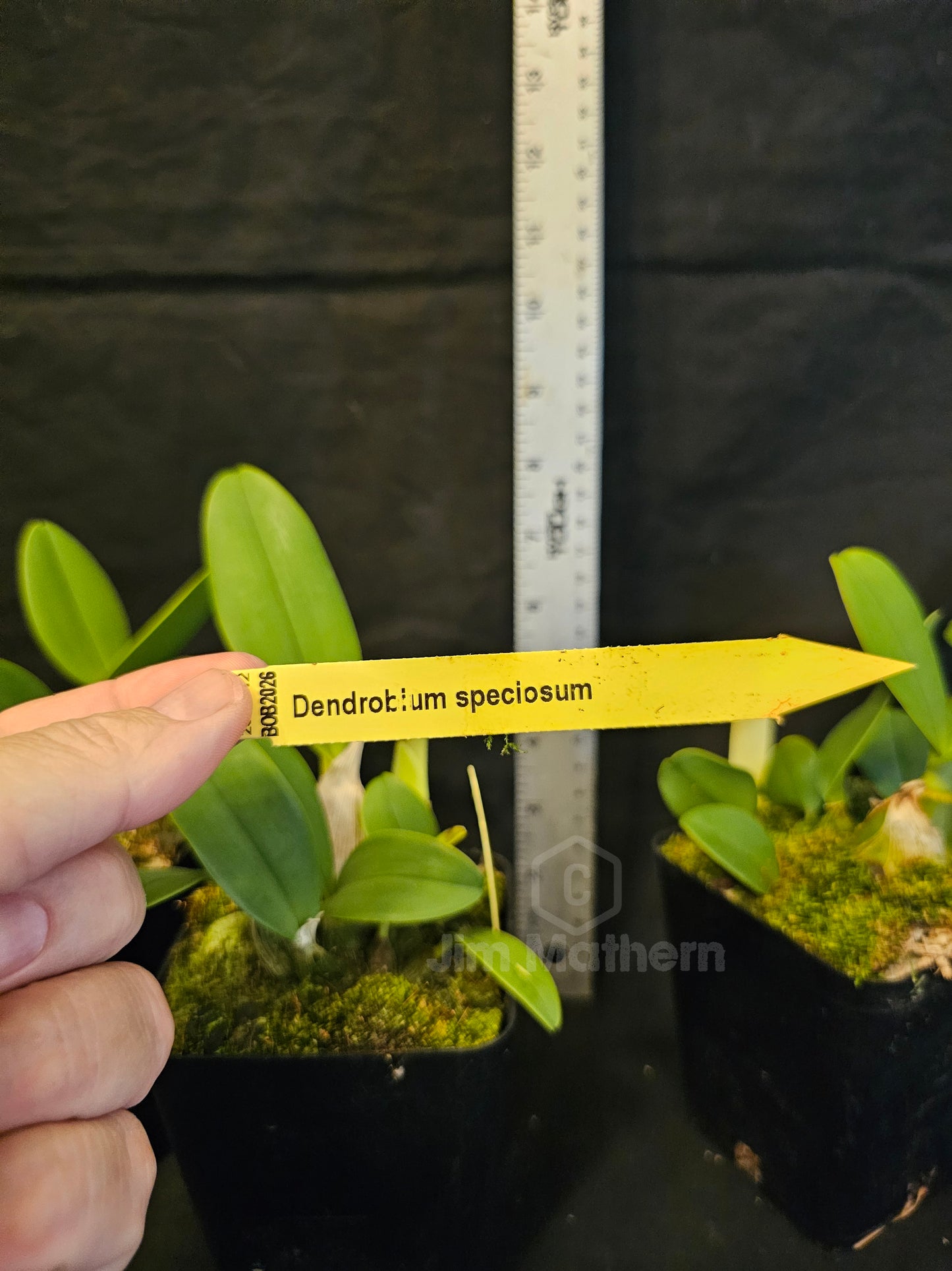 Dendobium speciosum. Non bloom size dendrobium orchid species. Highly sought after species.