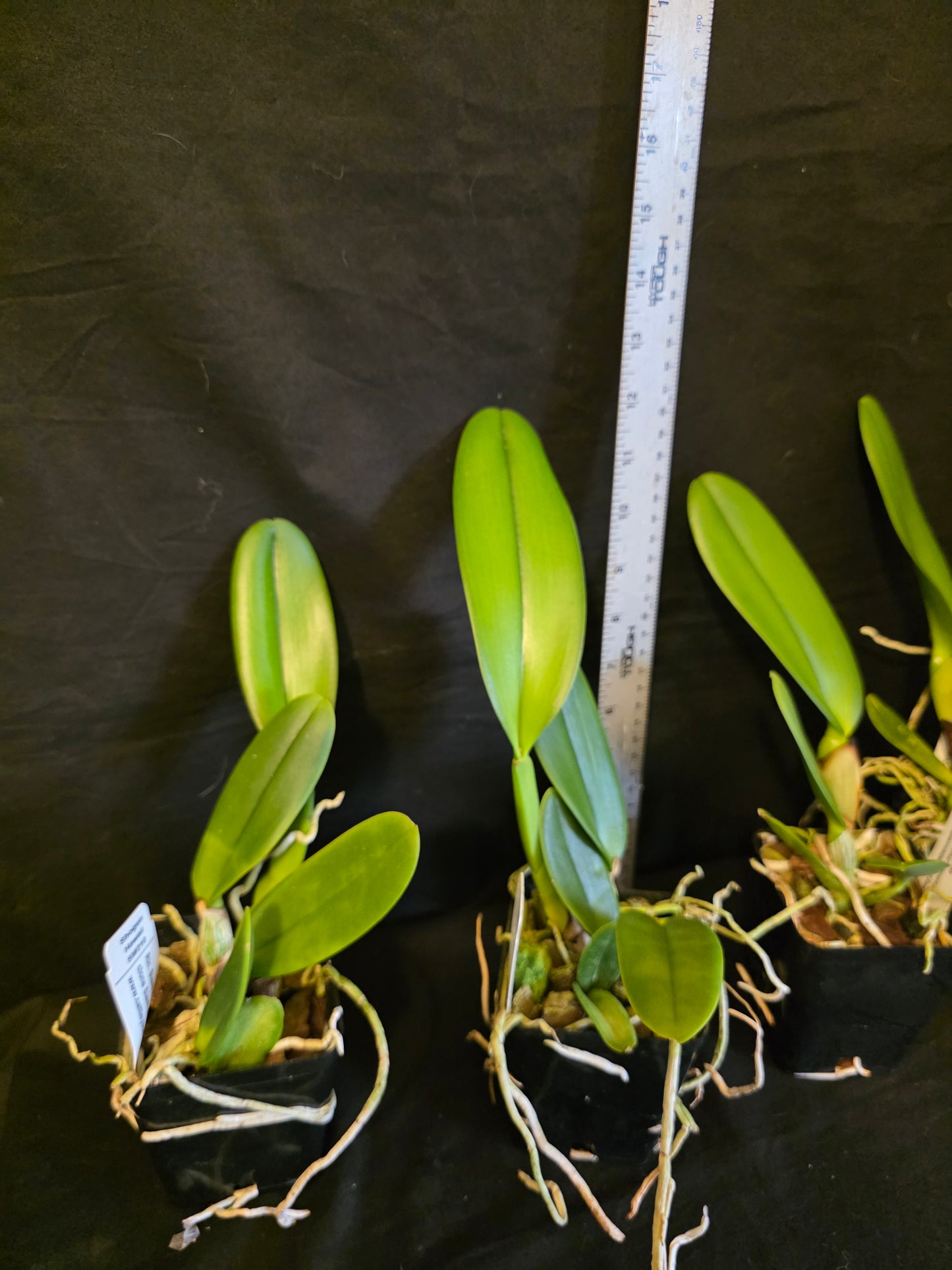 Rlc Siam Fireworks near blooming size cattleya orchod clone. Beautiful large unique fragrant blooms