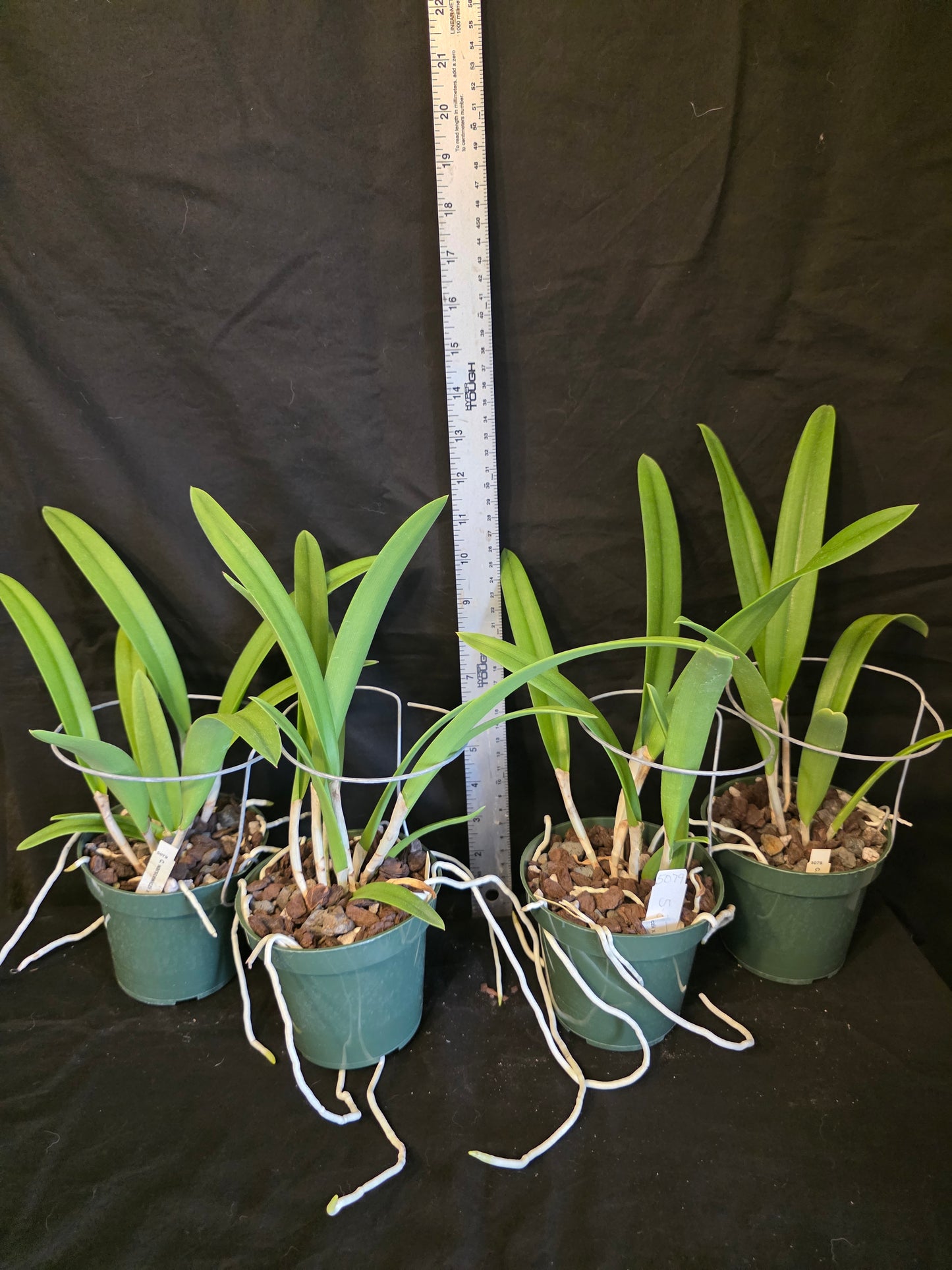 Bc Playa Herradura, blooming size seed grown orchid hybrid in 4.5" pot. Cattleya warscewiczii x Brassavola nodosa. Large star shaped blooms