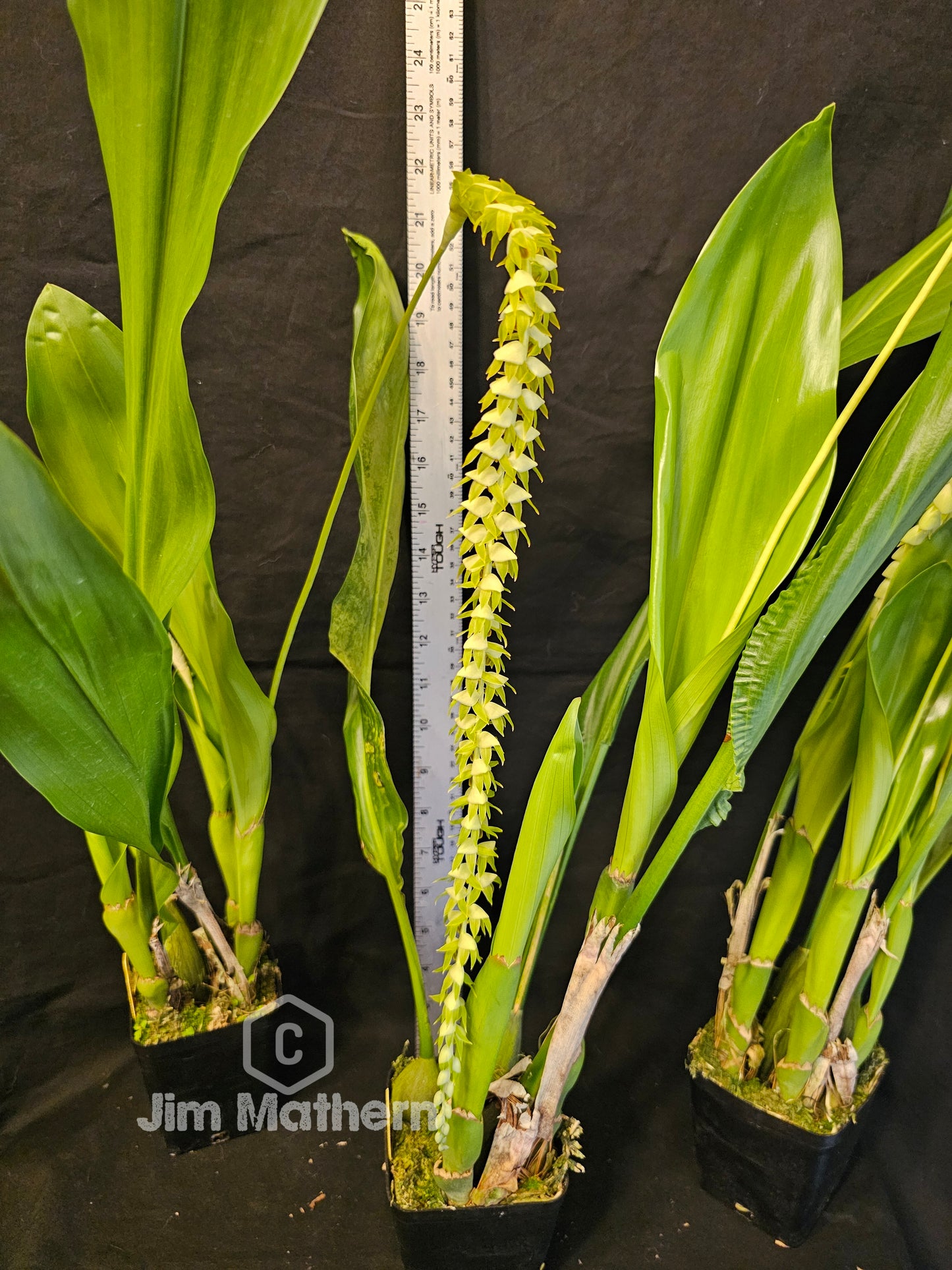 Dendrochilum magnum. Large Blooming size rare orchid species. Long chains of multiple small blooms