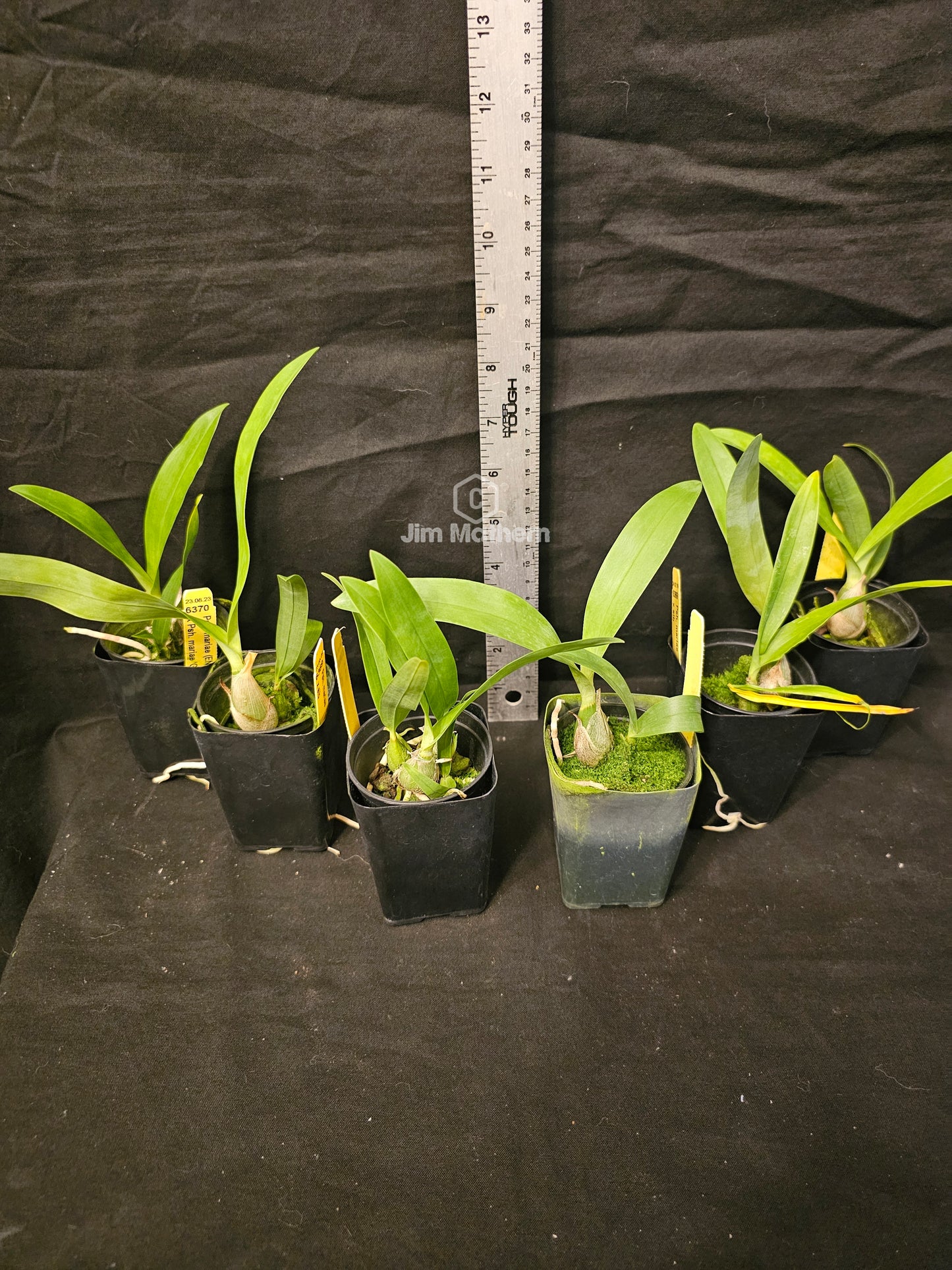 Angraecum calceolus blooming size Angraecum orchid species. Easy grower reliable bloomer