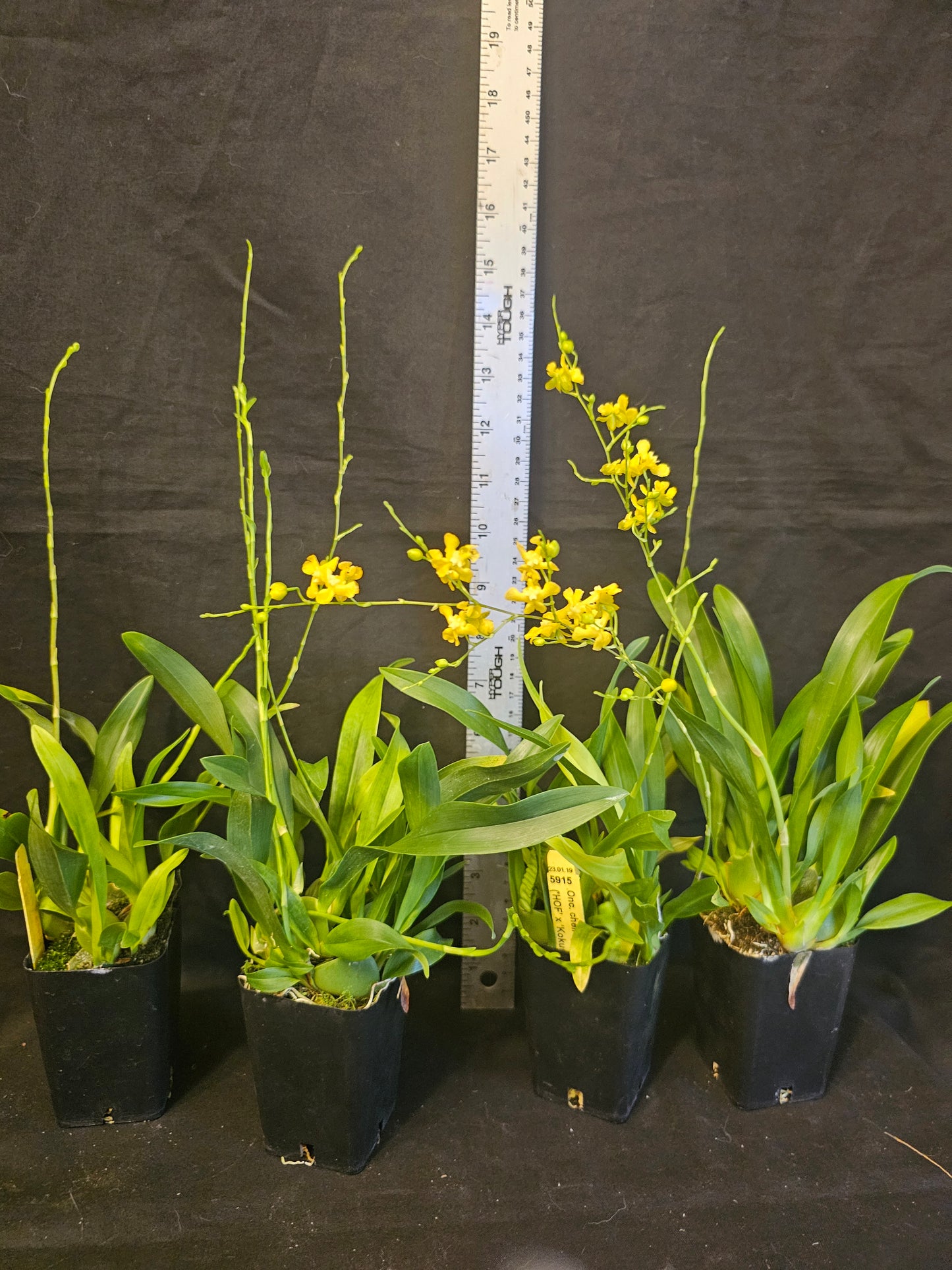 Oncidium cheirophorum x sib blooming size compact oncidium species. Fragrant. Twinkle parent