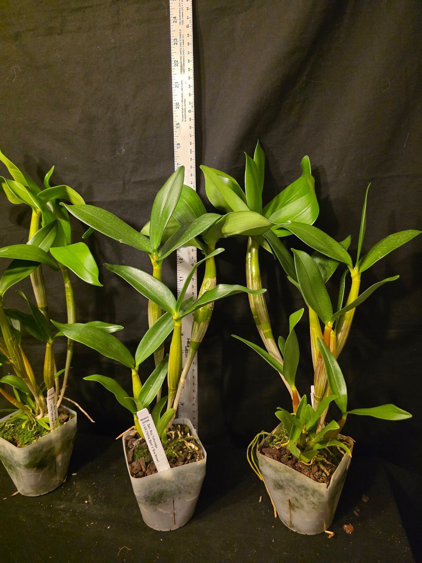 Dendrobium Roy Tokunaga x sib. Blooming size Latauria Dendrobium, large plants
