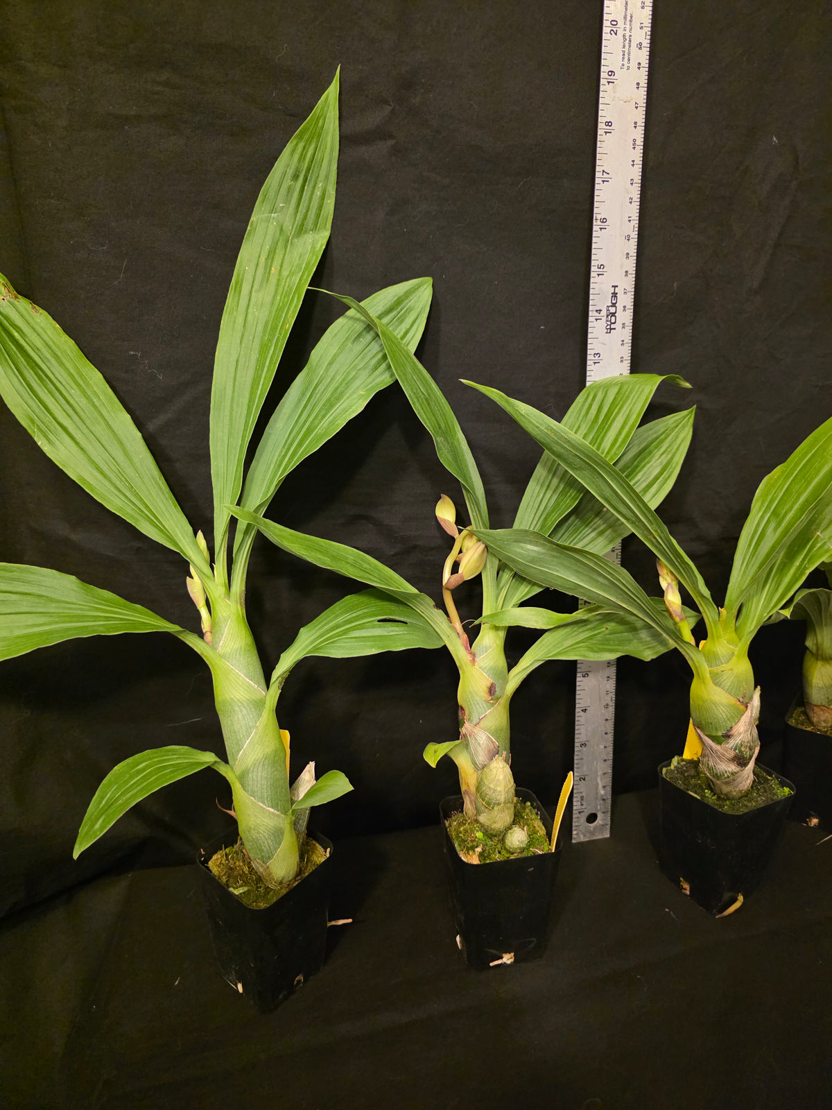 Cycnoches Bakers Delight x Cyc cooperi. Blooming size seed grown orchid hybrid