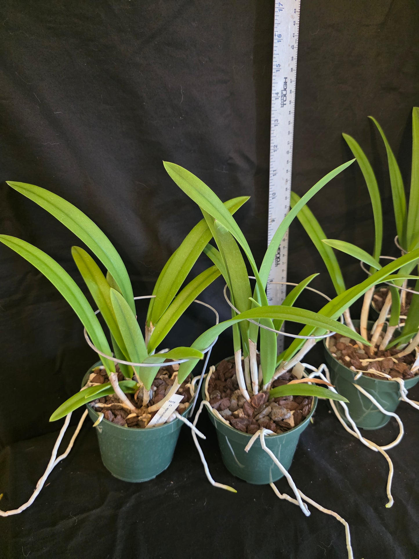 Bc Playa Herradura, blooming size seed grown orchid hybrid in 4.5" pot. Cattleya warscewiczii x Brassavola nodosa. Large star shaped blooms
