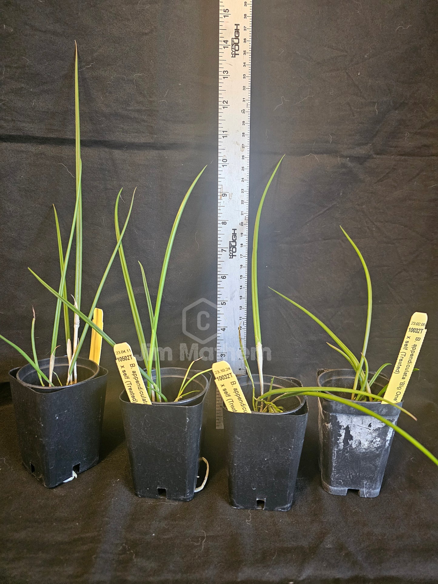 Brassavola appendiculata syn cucullata. Blooming size brassavola species. Treated for 4n