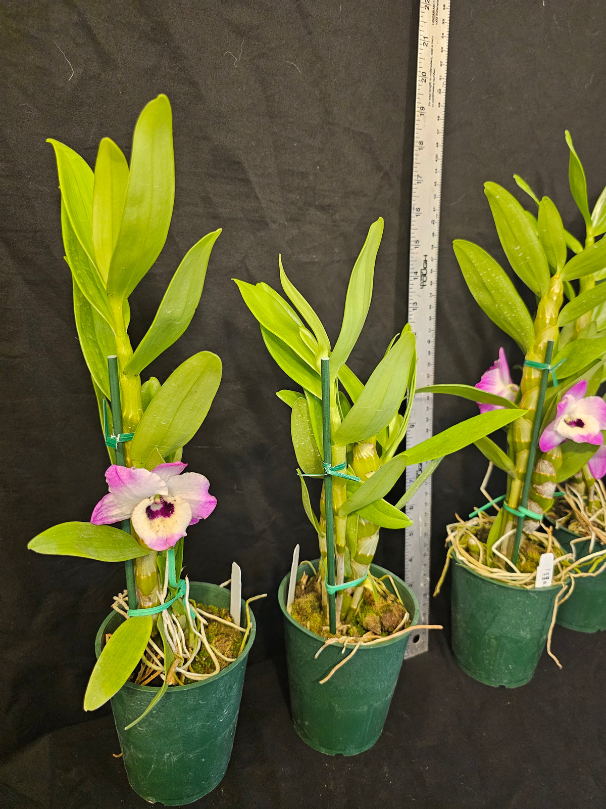 Dendrobium Asian Smile 'Cutie Girl' blooming size nobile Dendrobium Clone.