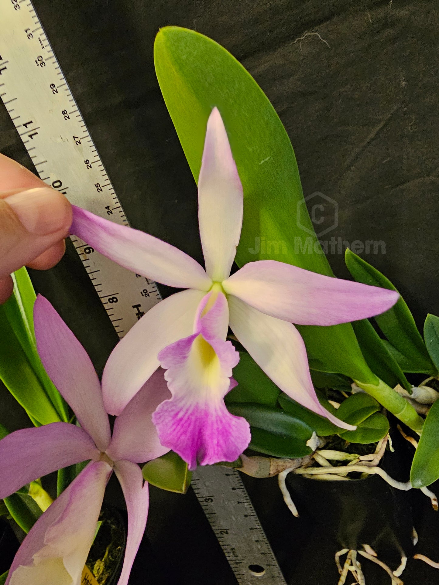 Rth Hsinying Starlight x Brassavola nodosa. Blooming size cattleya brassavola orchid hybrid. Seed grown plants