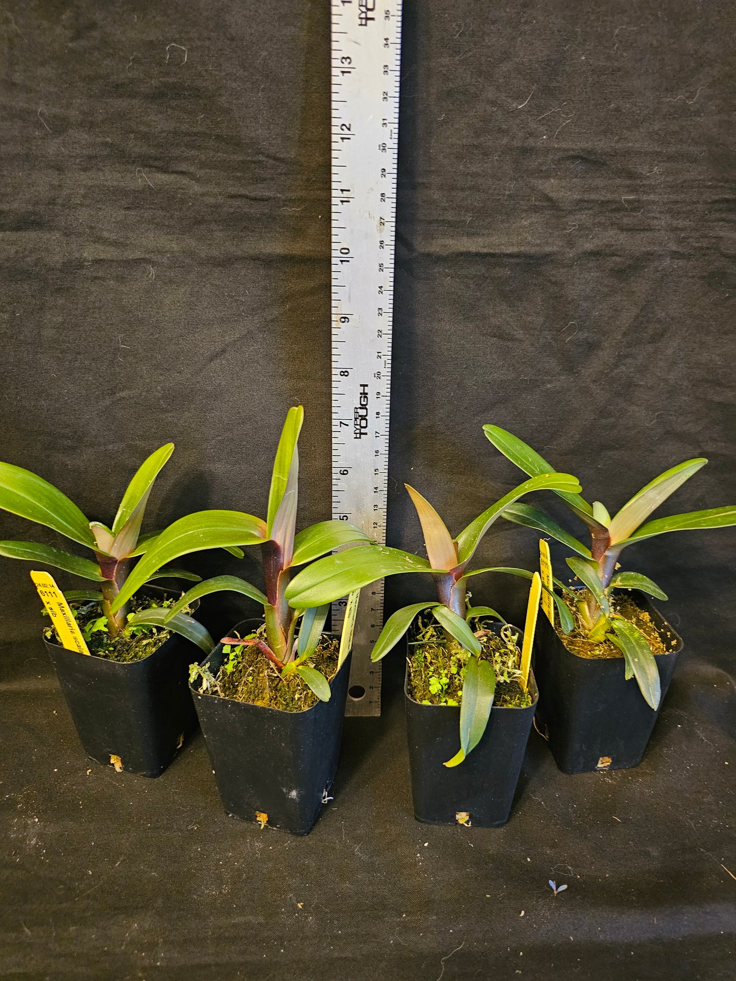 Maxillaria scalariformis x sib non bloom size rare orchid species