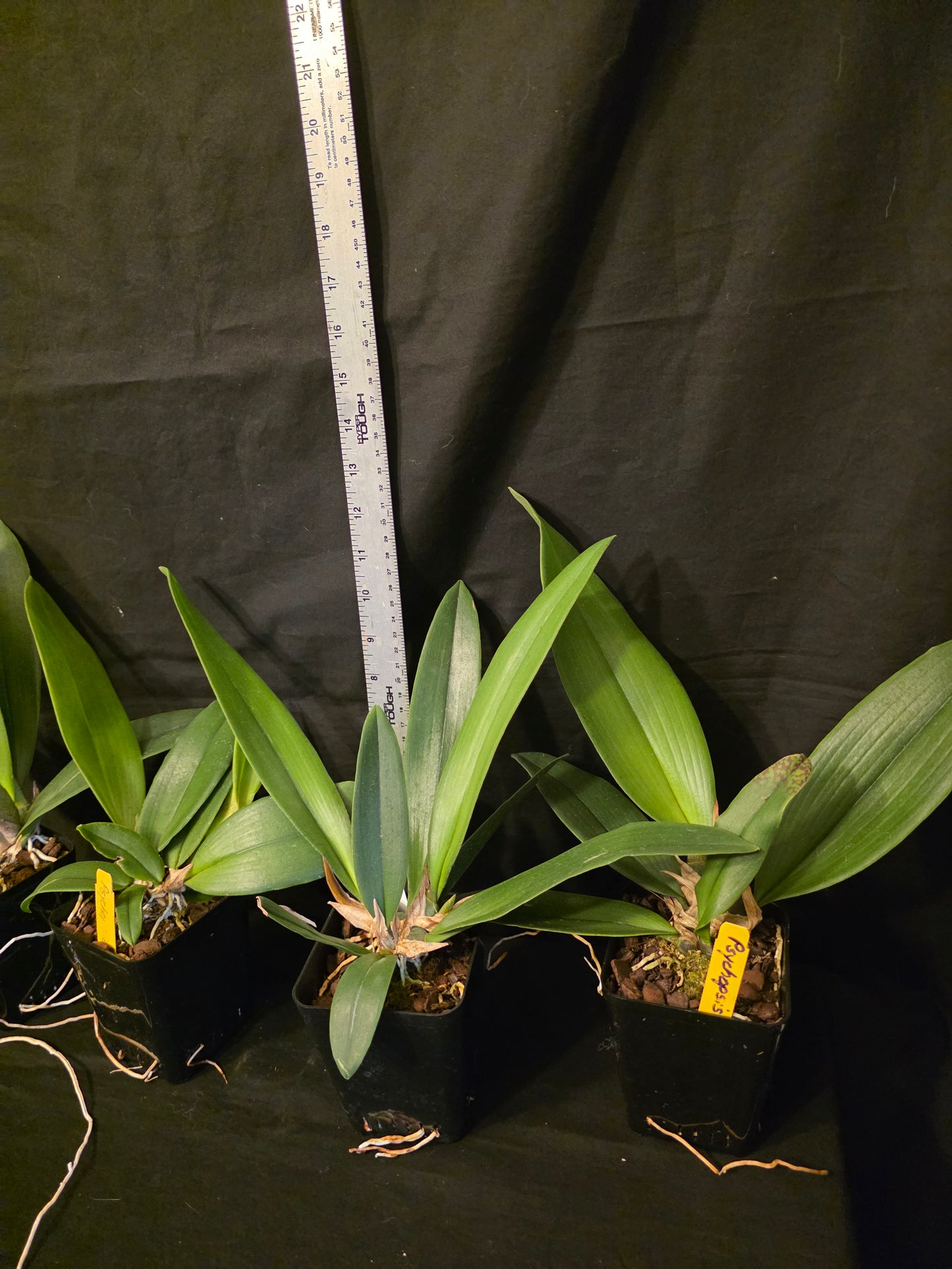 Psychopsis Mariposa. Blooming size rare orchid hybrid