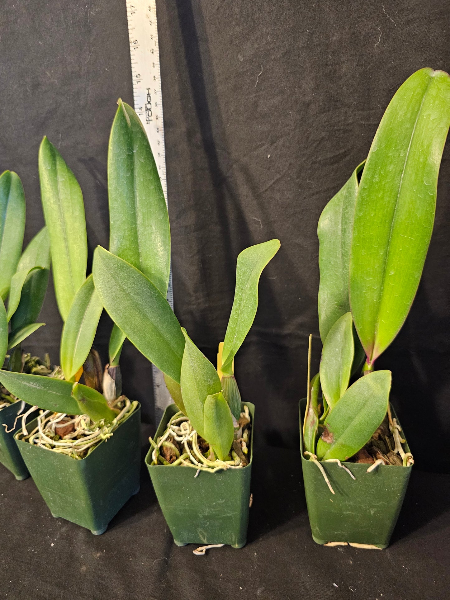 Pot Williams Drumbeat '#35' near blooming size cattleya orchid clone. Beautiful and fragrant