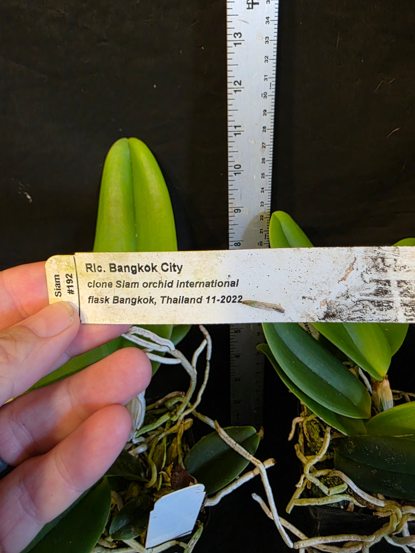 Rlc Bangkok City near blooming size cattleya orchid. Large fragrant blooms