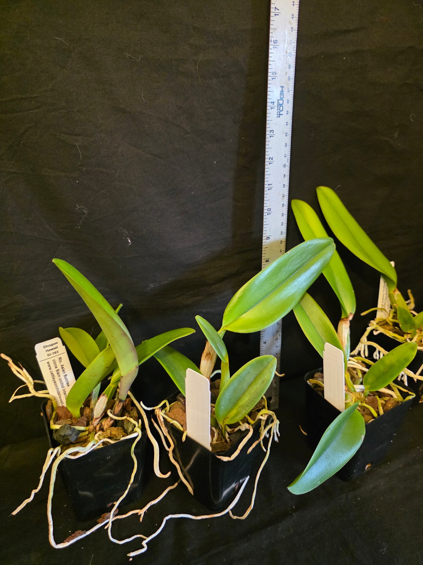 Rlc Asian Sunrise near blooming size cattleya orchid clone. Large beautiful fragrant blooms