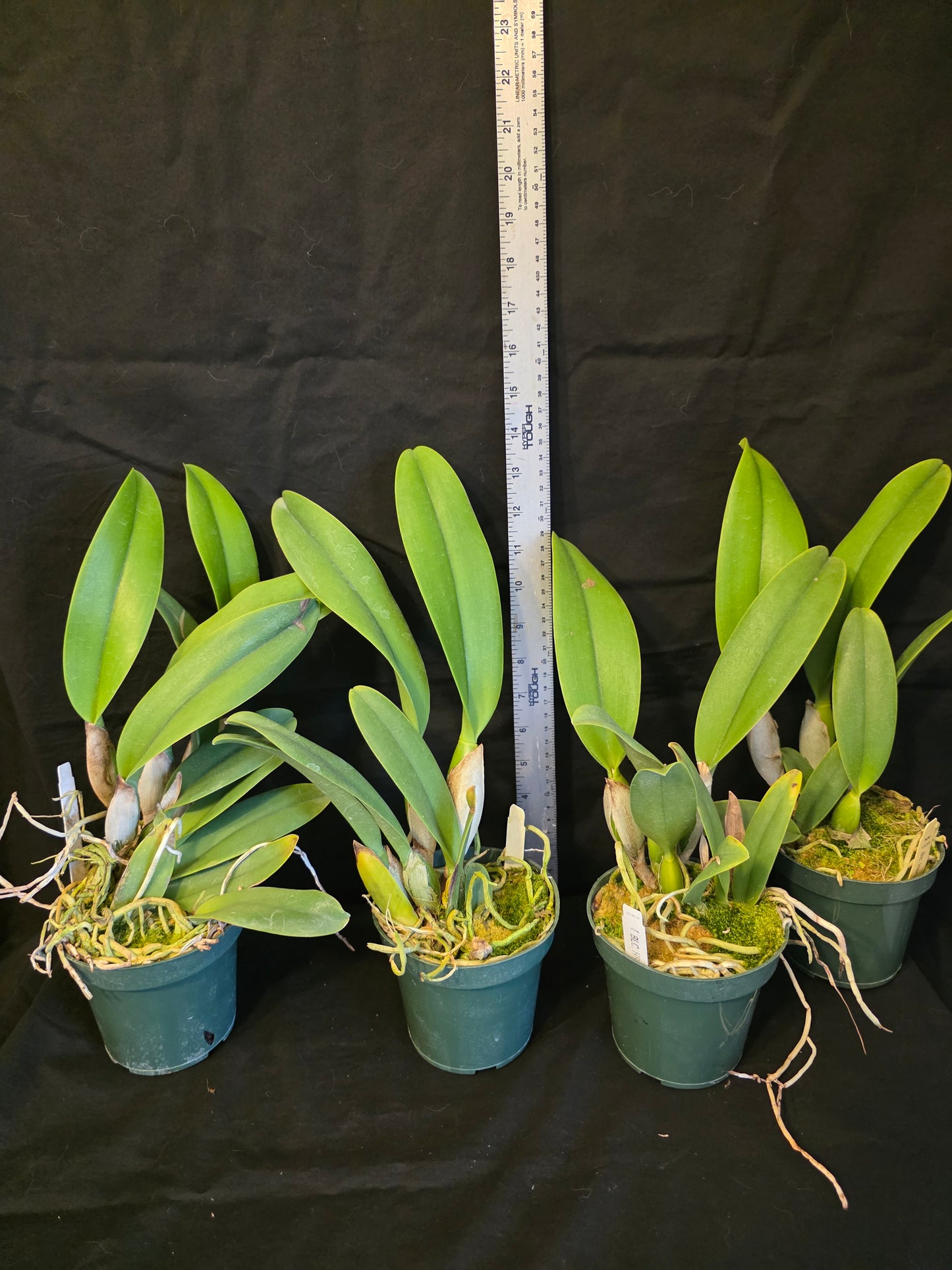 Rlc Hsinying Williette '#14' blooming size cattleya orchid clone. Fragrant.
