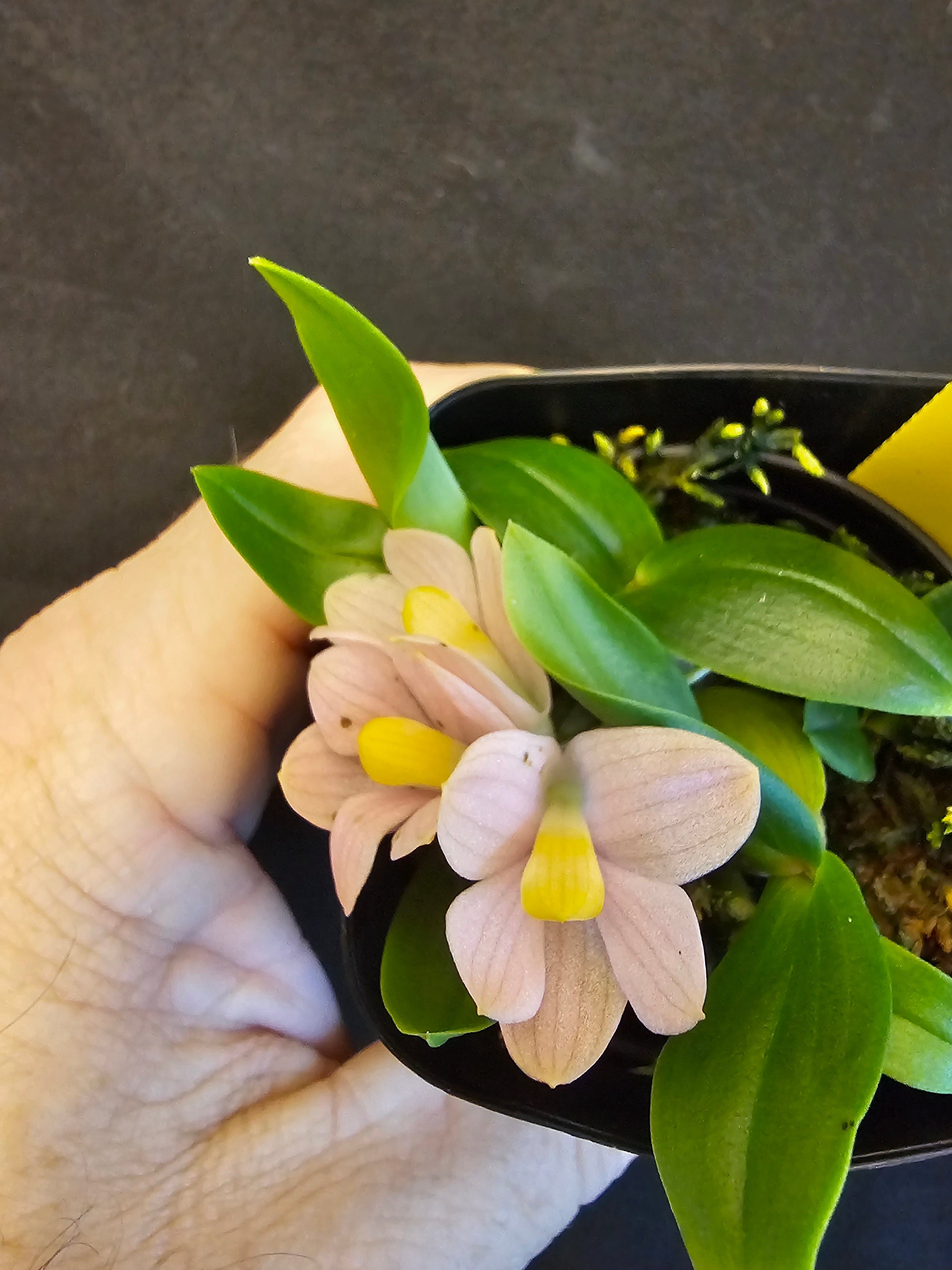 Dendrobium laevifolium var aurea x sib. Blooming size rare color form
