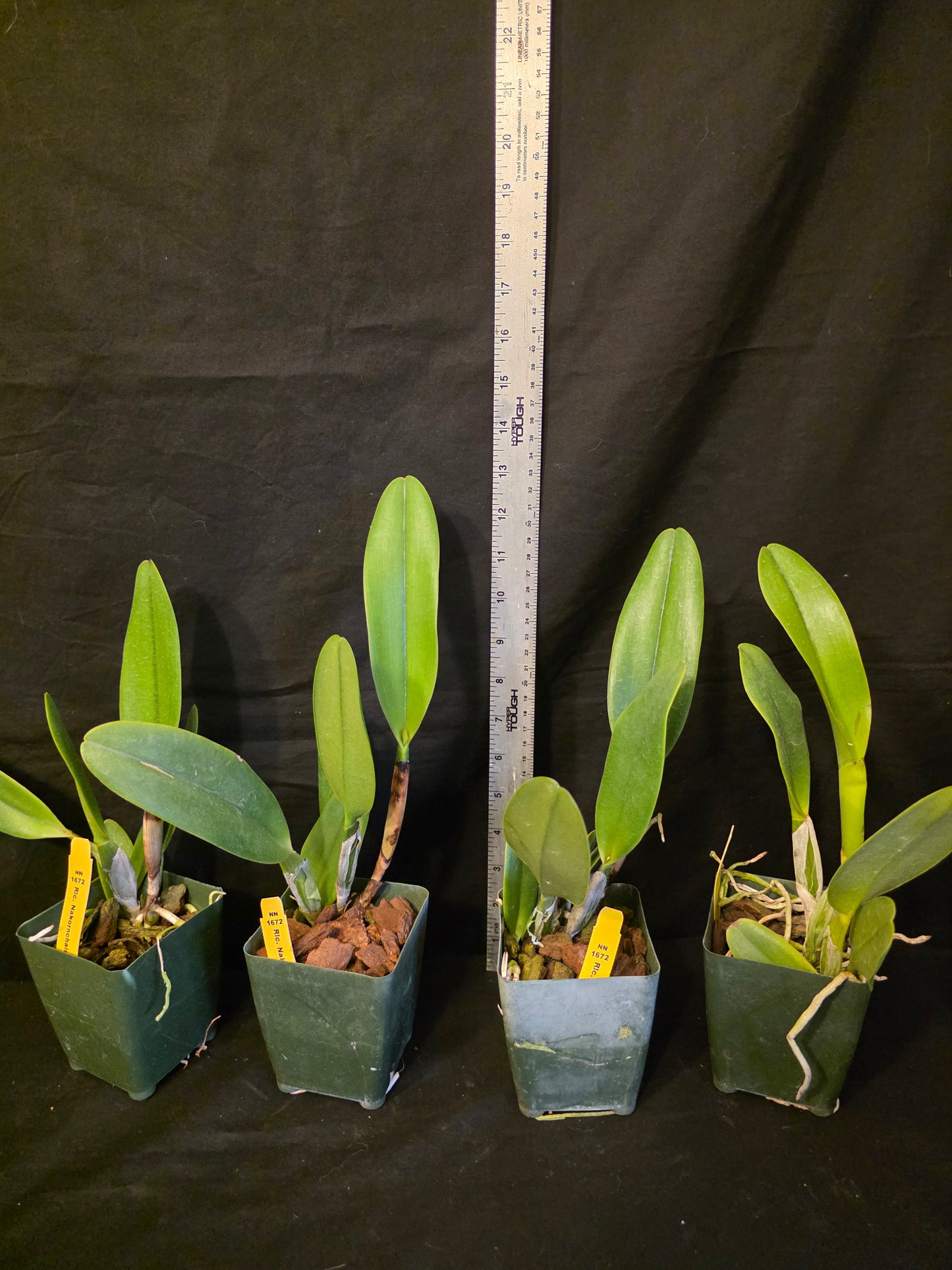 Rlc Nakorncharisi Delight '#3' Near bloom sz cattleya orchid clone. large fragrant blooms