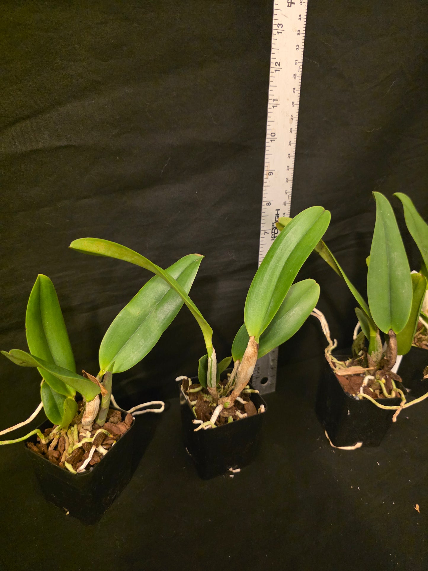 Pot Louise Clark x Slc Circle of Life. Blooming size compact cattleya.