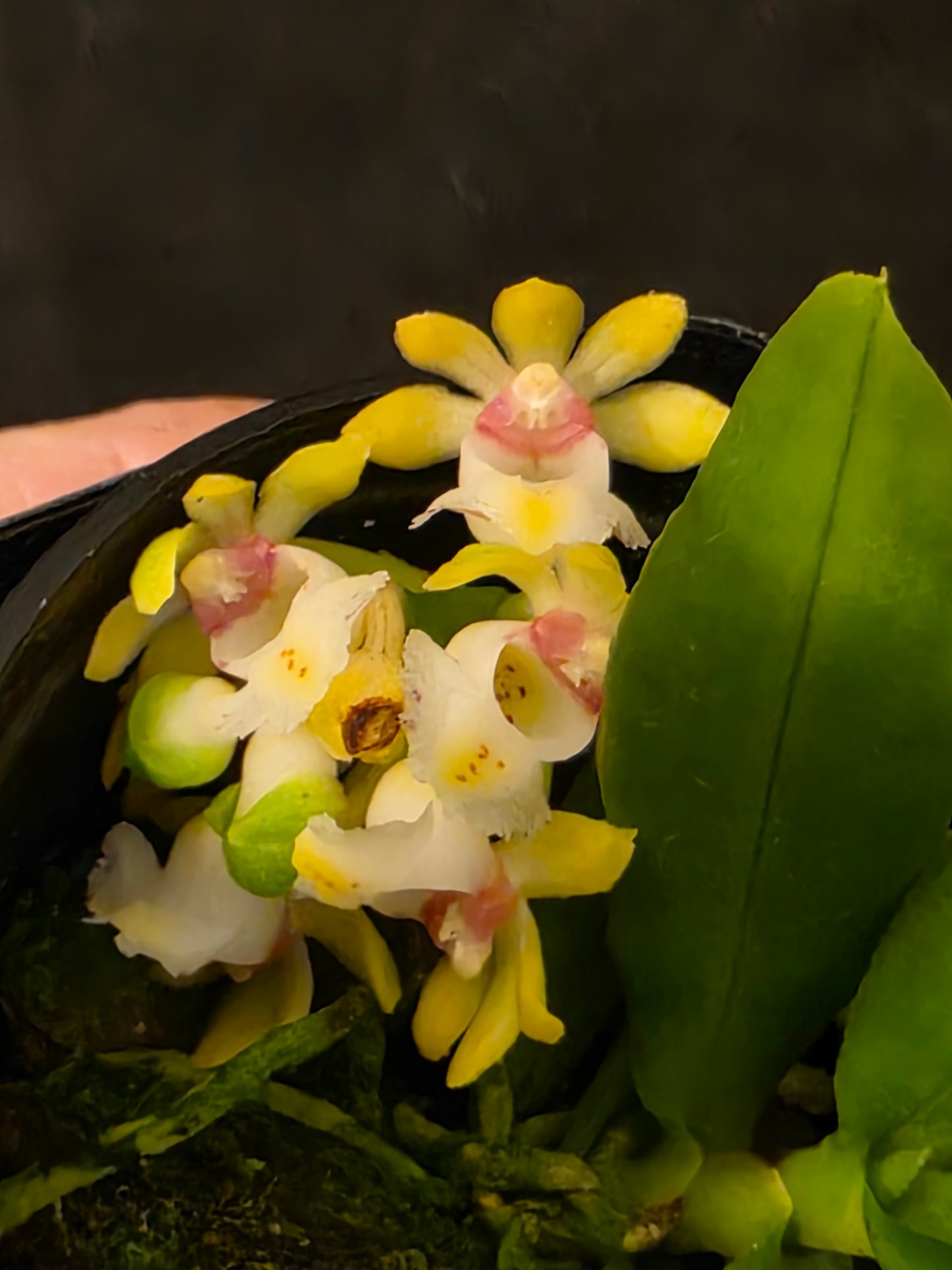Gastrochilus japonicus blooming size miniature orchid species.