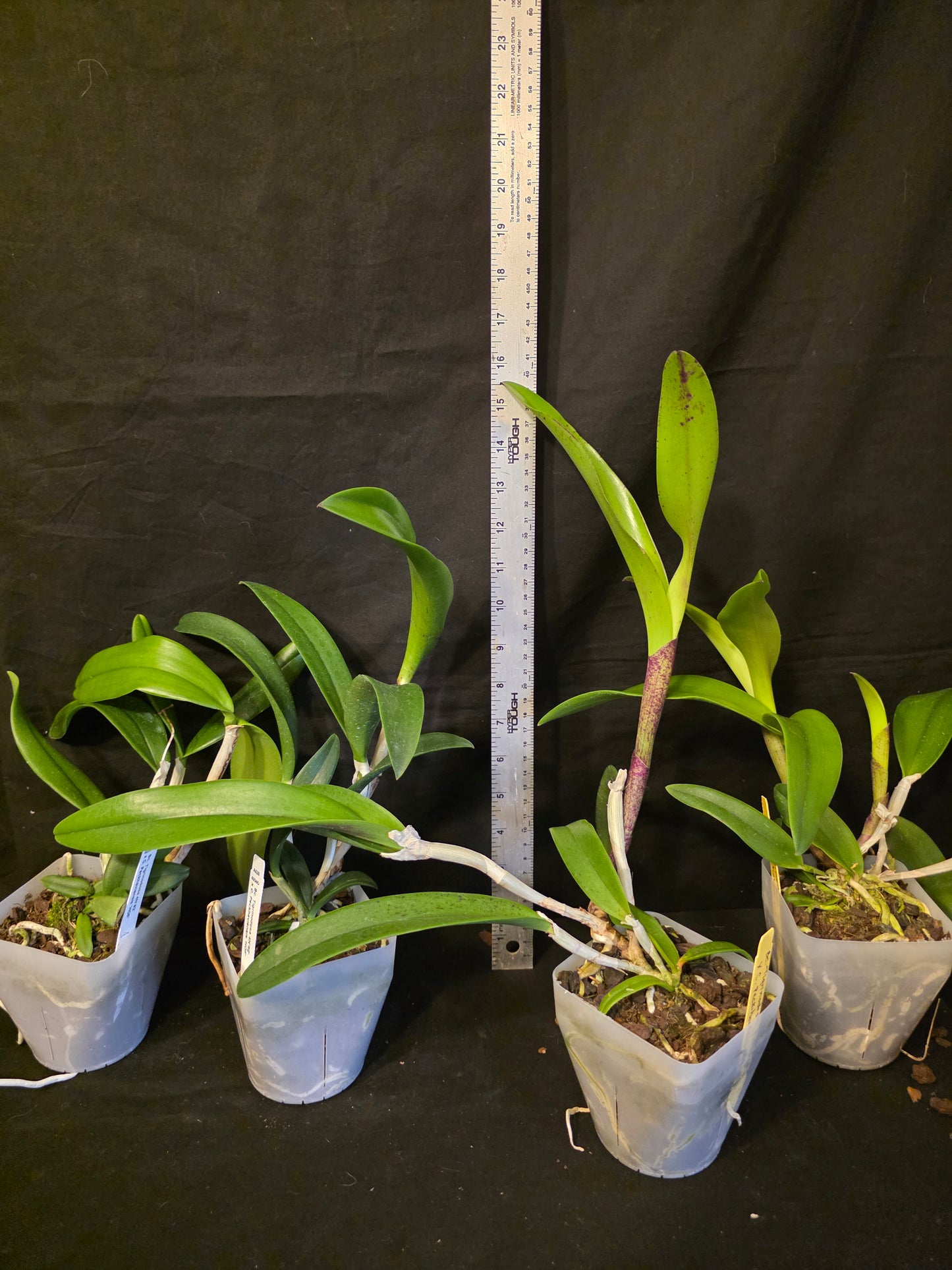 Bc Tigrinodosa 4N x C. Peckhaviensis 'HOF', blooming size brassavola cattleya orchid hybrid. Beautiful highly fragrant spotted blooms.