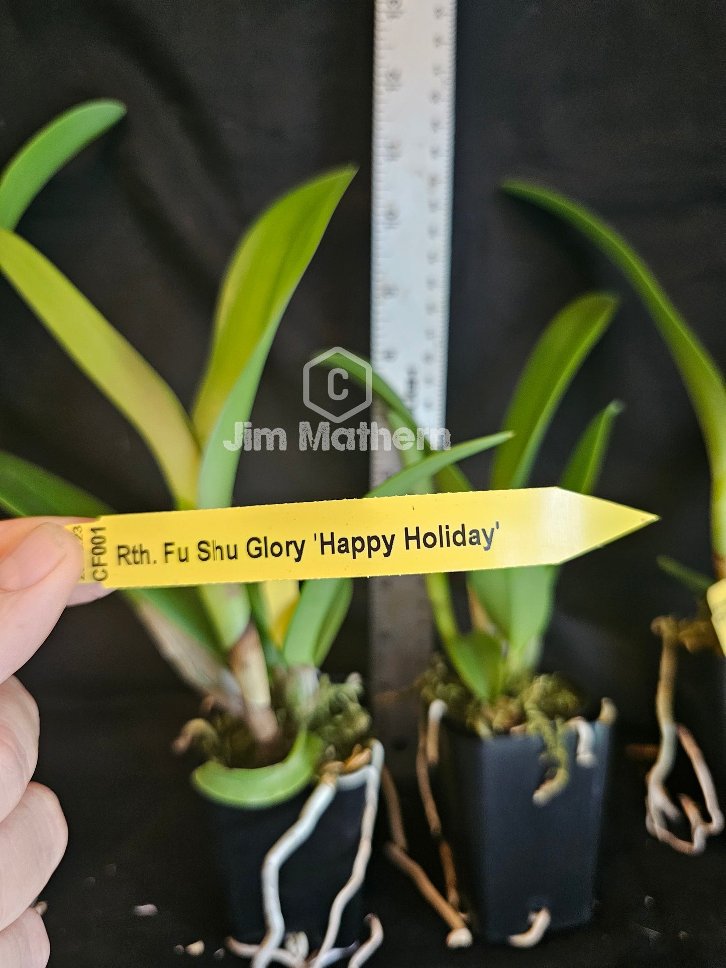 Rth Fu Shu Glory 'Happy Holiday' near blooming size cattleya orchid hybrid