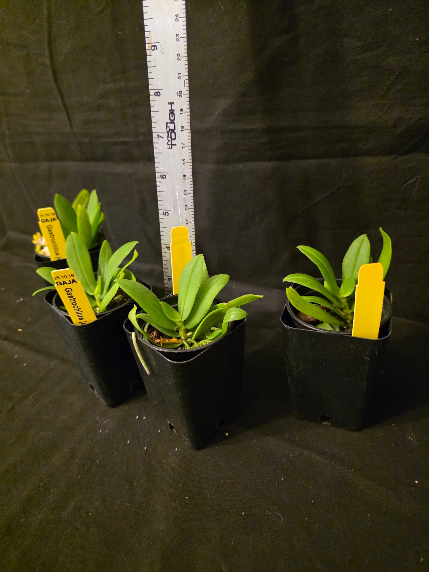 Gastrochilus japonicus blooming size miniature orchid species.