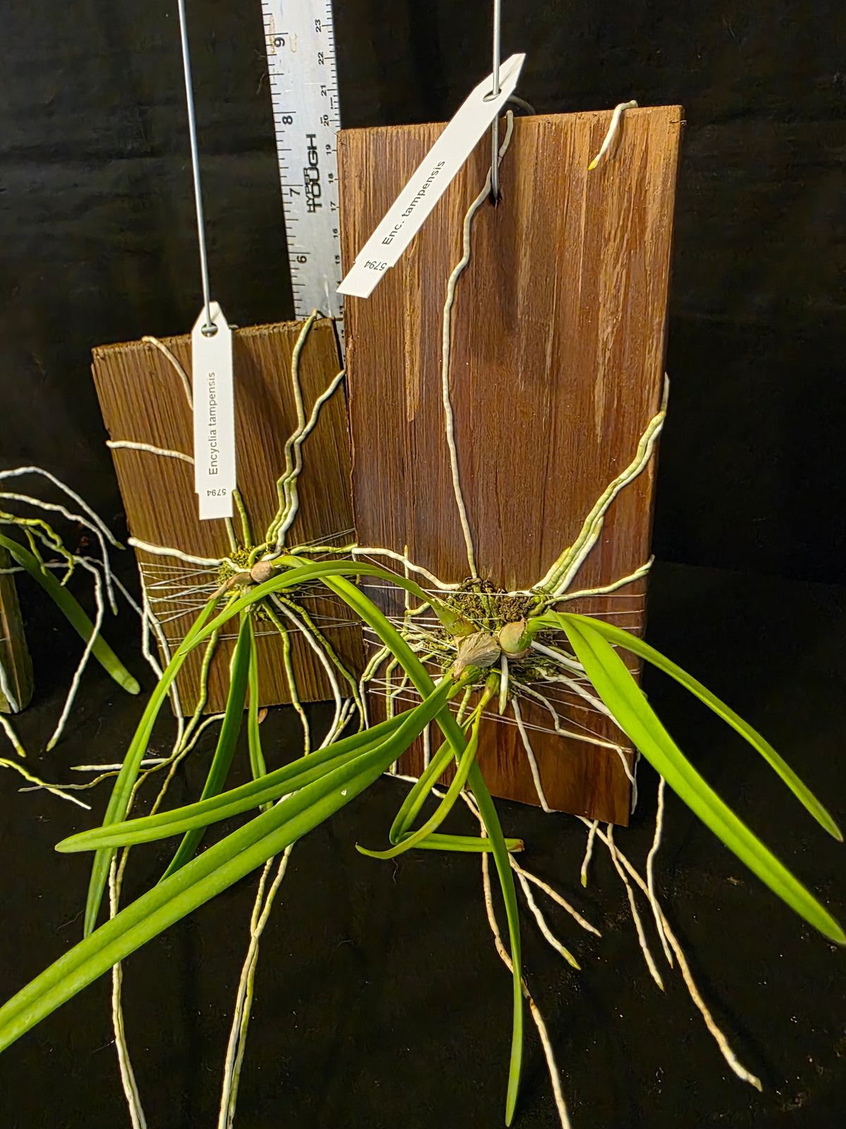 Encyclia tampensis blooming size mounted orchid species. Fragrant like honey.