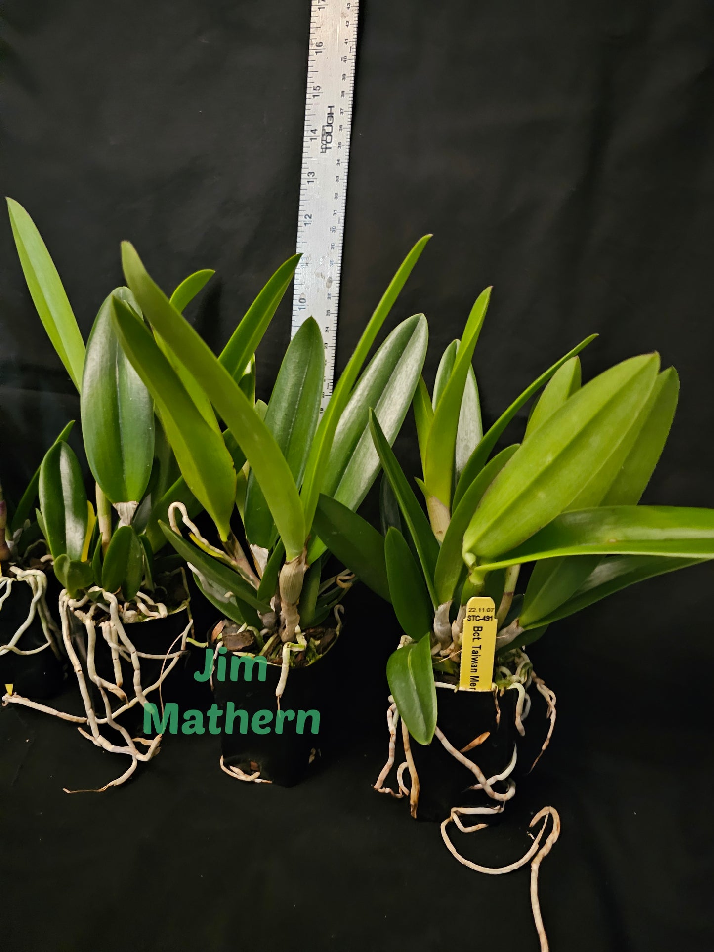 Bct Taiwan Mermaid 'STK' blooming size Brassavola/cattleya clones. Fragrant