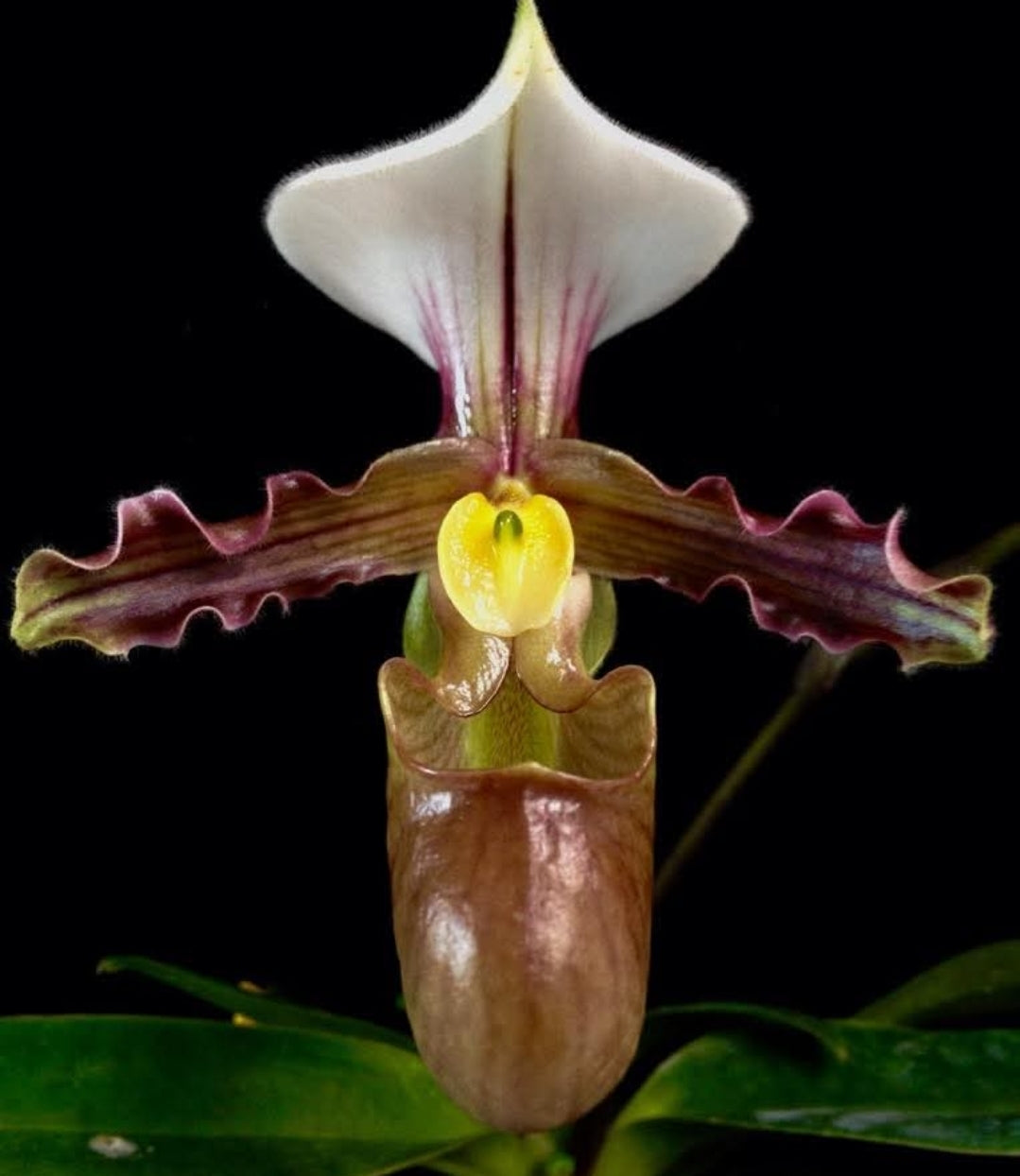 Paphiopedilum trianlienianum x sib. Blooming size paph orchid species unique