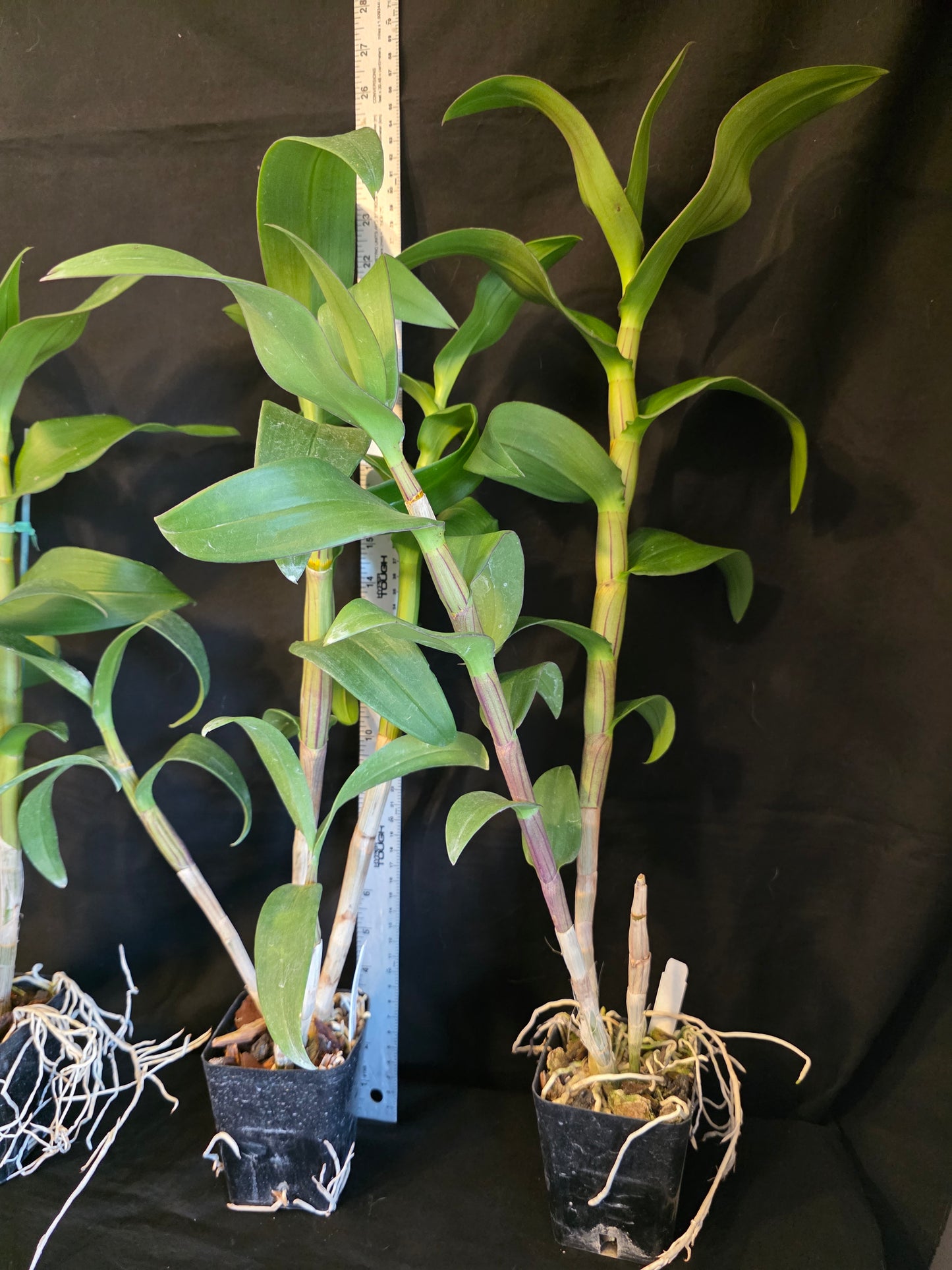 Dendrobium Chatuchuk 'Weekend Market' Blooming Size Dendrobium Orchid Clone