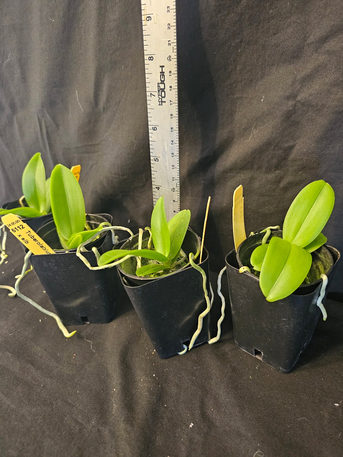 Tuberolabium kotoense x sib. First bloom size plants. Very fragrant.