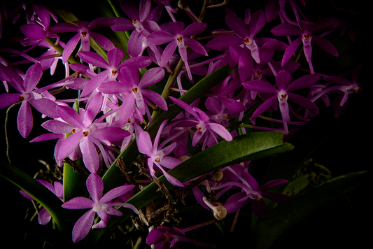 Ascofinetia Cherry Blossom 'Carmela' near blooming size miniature vanda clone, attractive pink blooms.