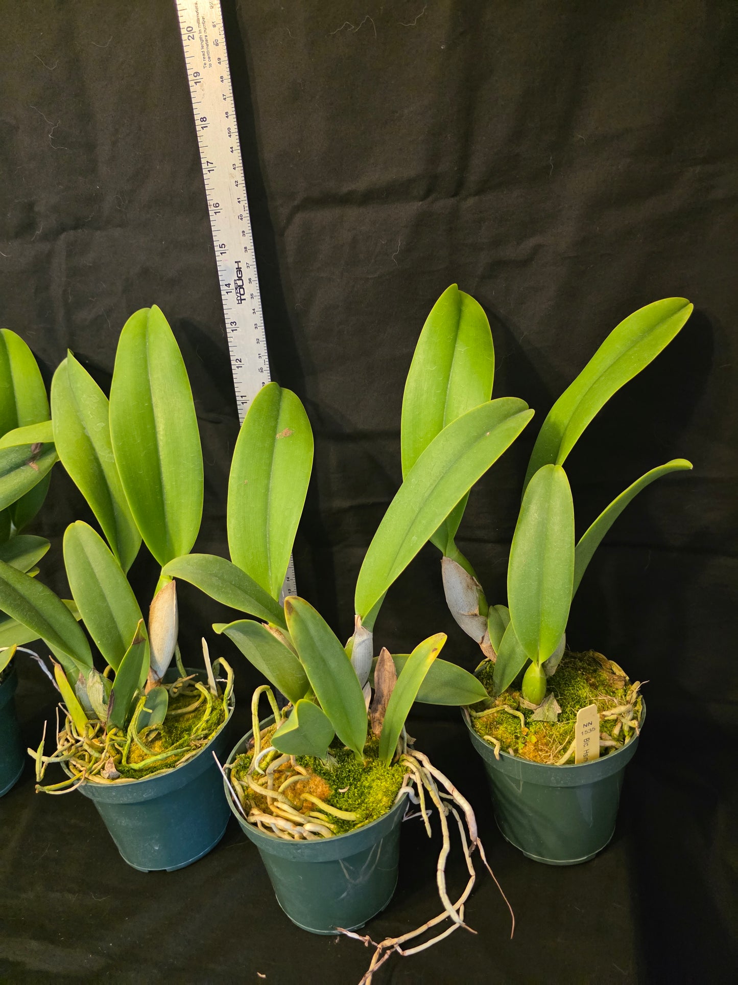 Rlc Hsinying Williette '#14' blooming size cattleya orchid clone. Fragrant.