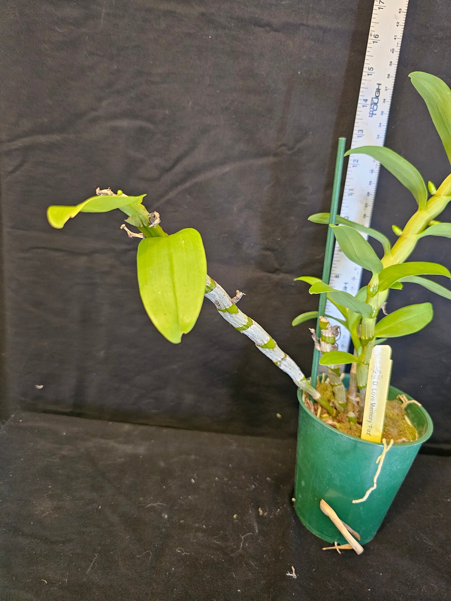 Dendrobium Love Memory 'Fizz' in bud. Blooming size Nobile Dendrobium.