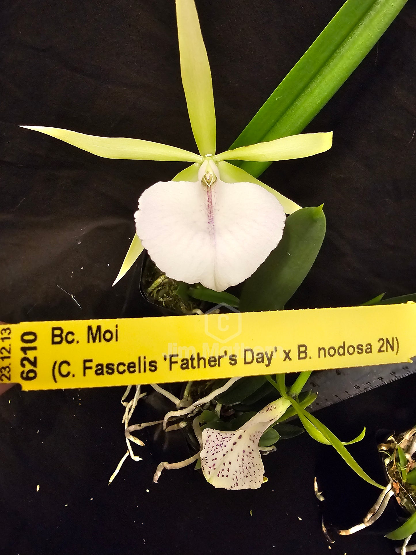 Bc Moi (Cattleya Facelis x Brassavola nodosa) Blooming size nodosa orchid hybrid