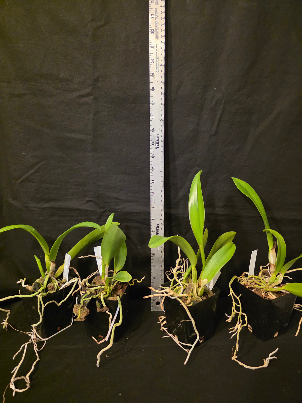 Rlc Hey Song 'Siam Thunder' non bloom size cattleya orchid. Read desc!!!!