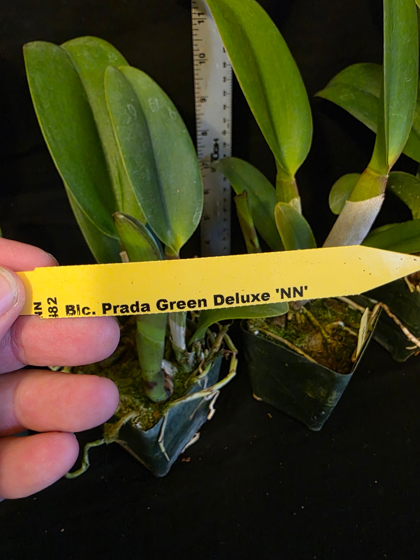 Rlc Prada Green Deluxe 'NN' near blooming size fragrant green cattleya clone.