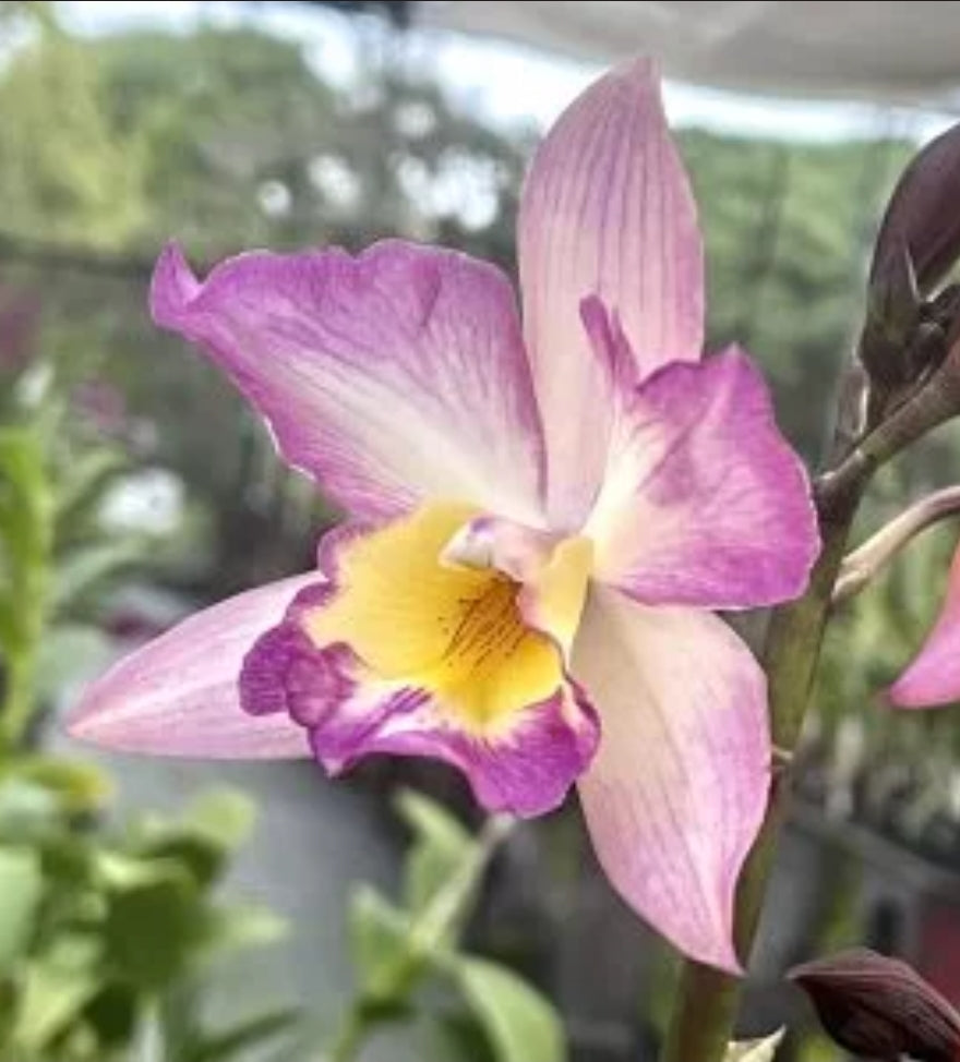 Iwanagaara Apple blossom. Blooming size cattleya orchid hybrid. Beautiful