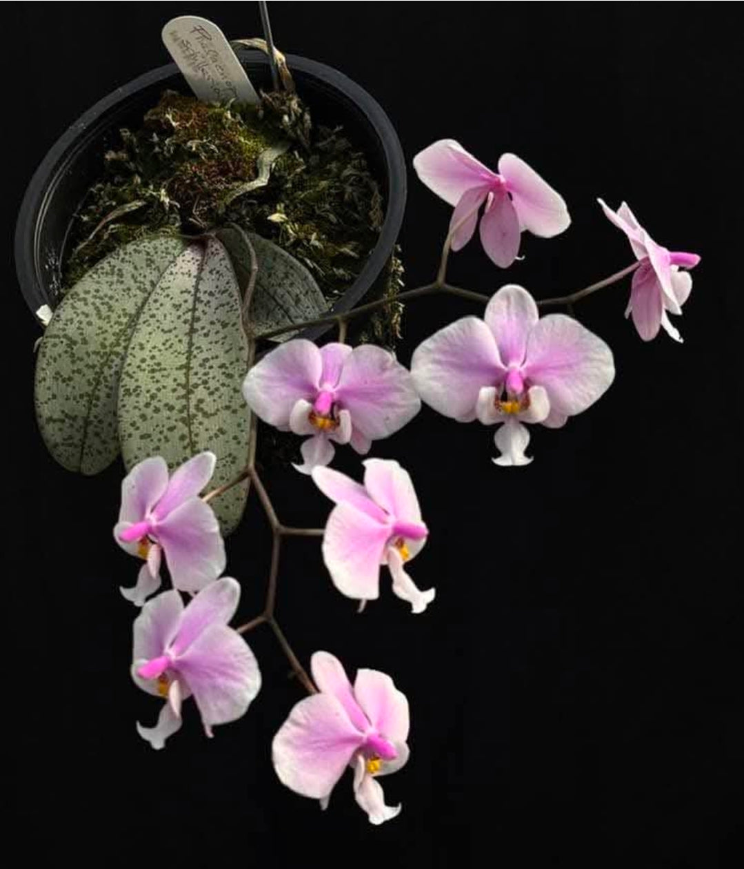 Phalaenopsis schilleriana near bloom size orchid species. Fragrant. Beautiful