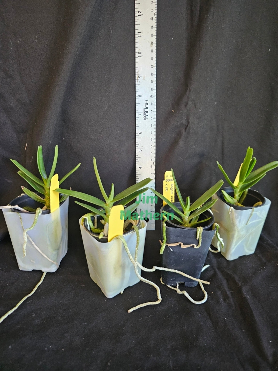 Angraecum didieri