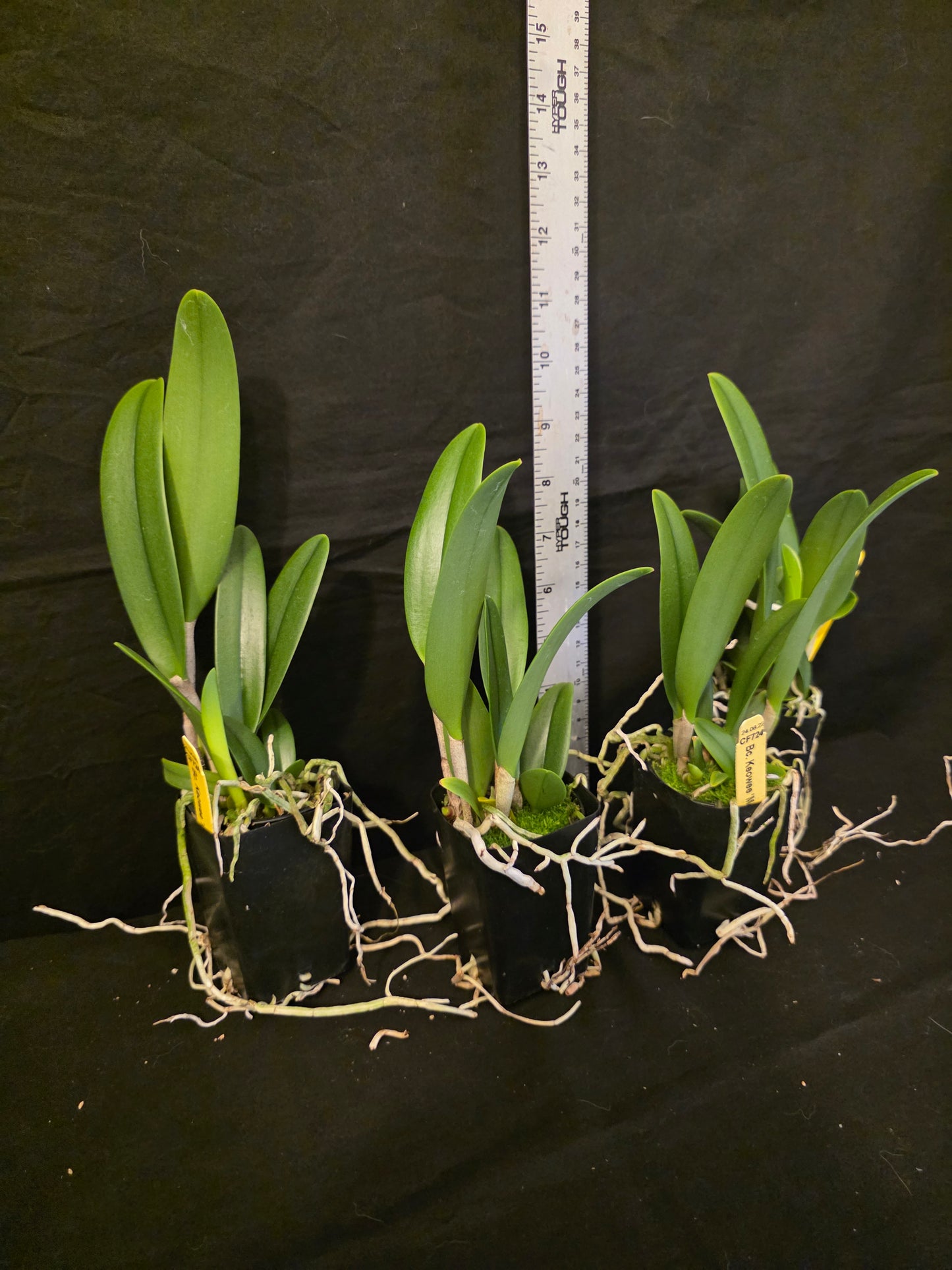Rlc Keowee 'Mendenhall' AM/AOS (Cattleya Lorraine Shirai × Brassavola nodosa)