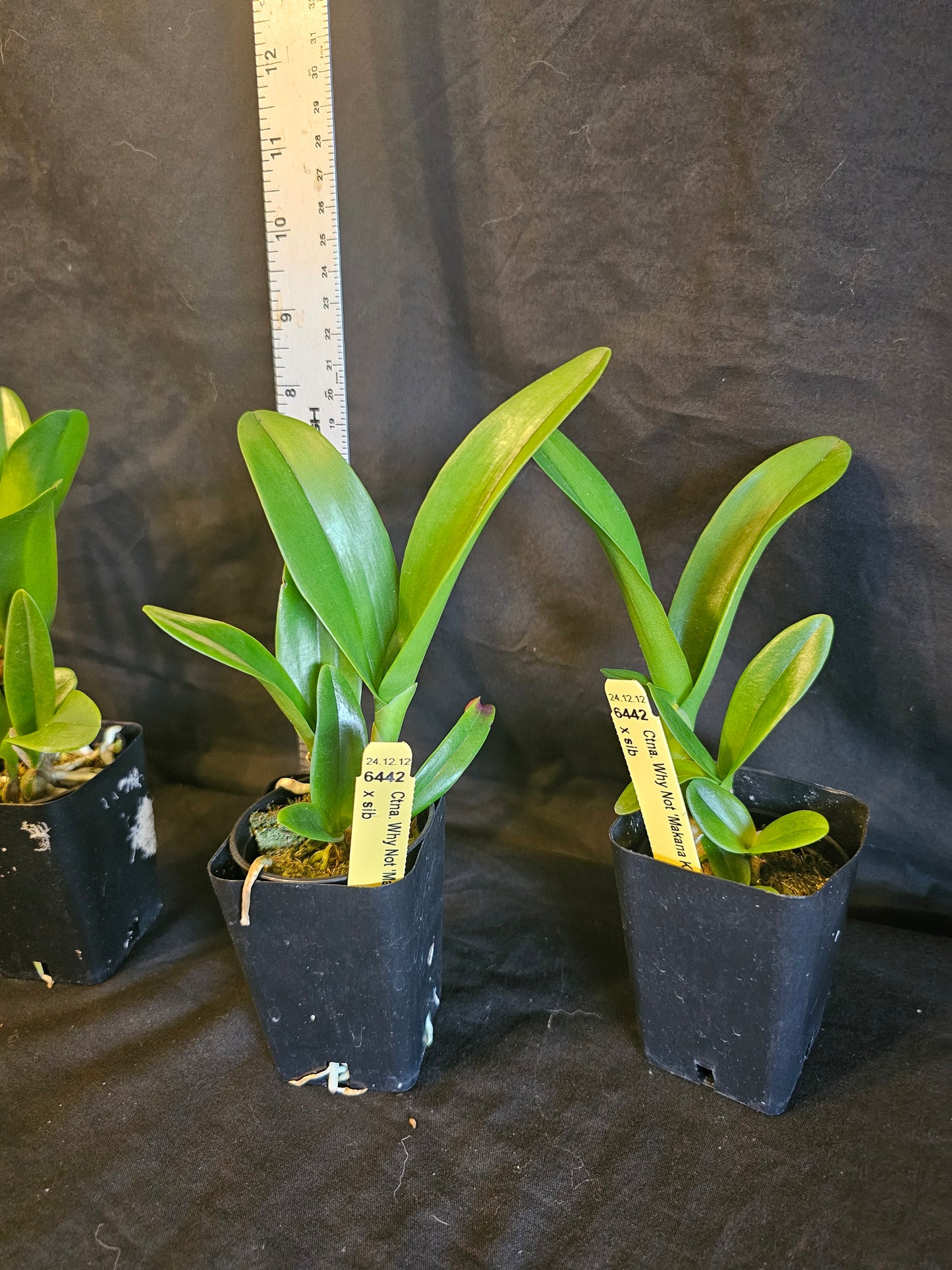 Ctna Why Not 'Makana Ke Akua' AM/AOS x self Rare yellow color form