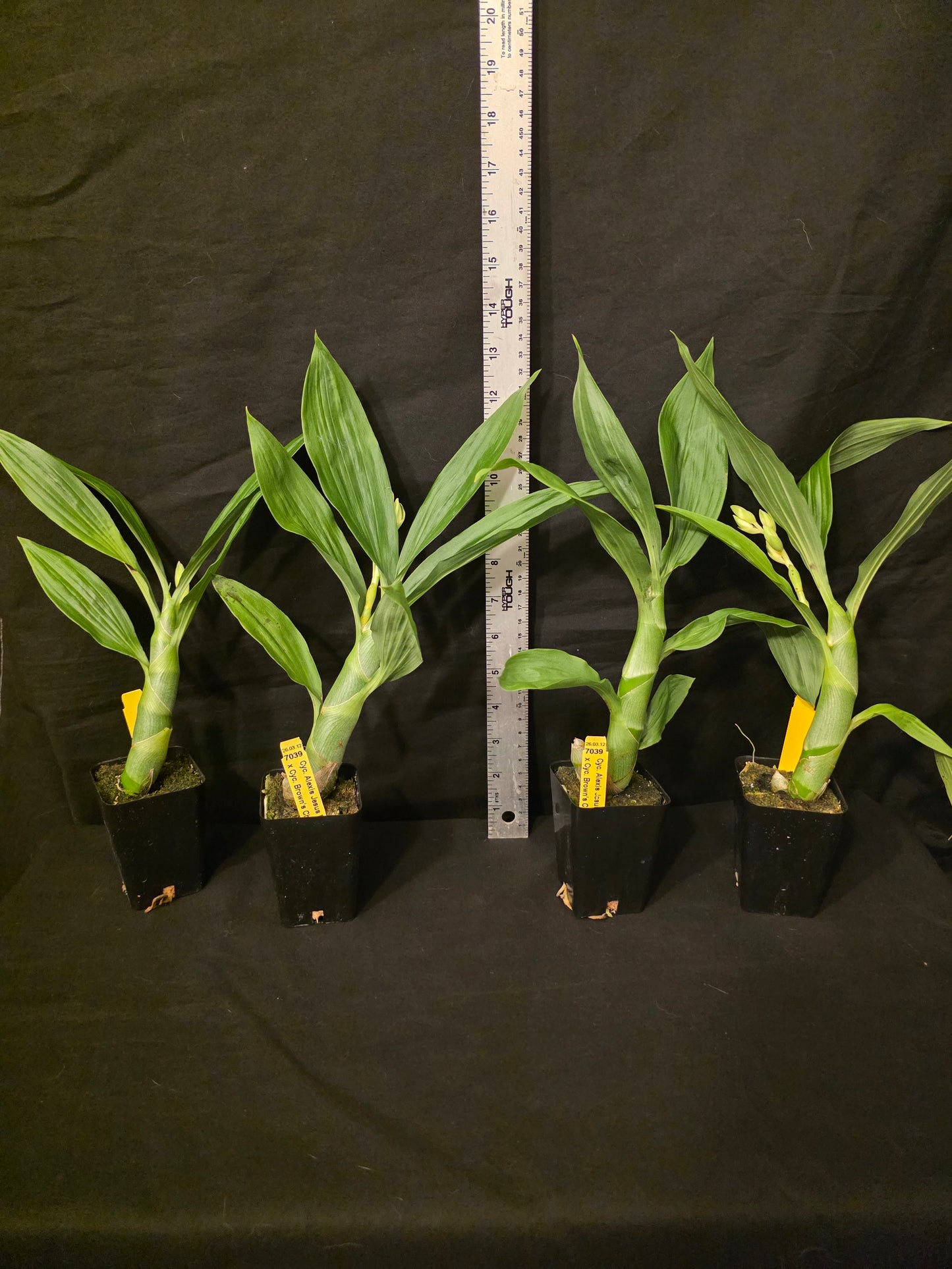 Cycnoches Alexis Jesus Pardo x cyc Browns Choice. Blooming size cycnoches hybrid.