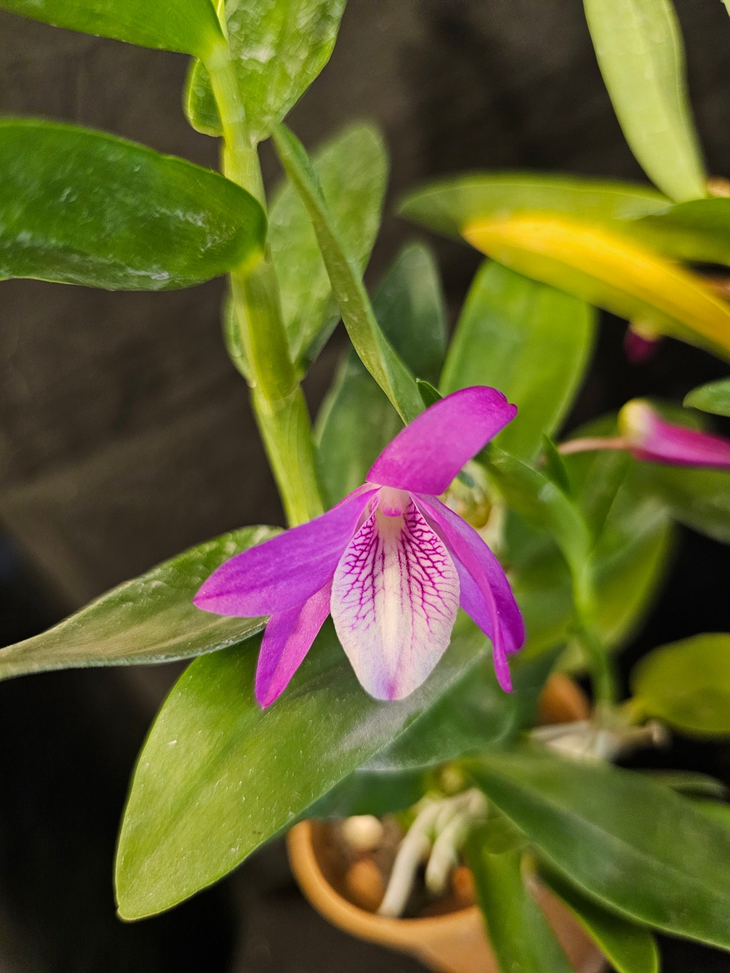 Dendrobium Rainbow Dance. Blooming size compact nobile dendrobium. Beautiful profuse blooming orchid hybrid