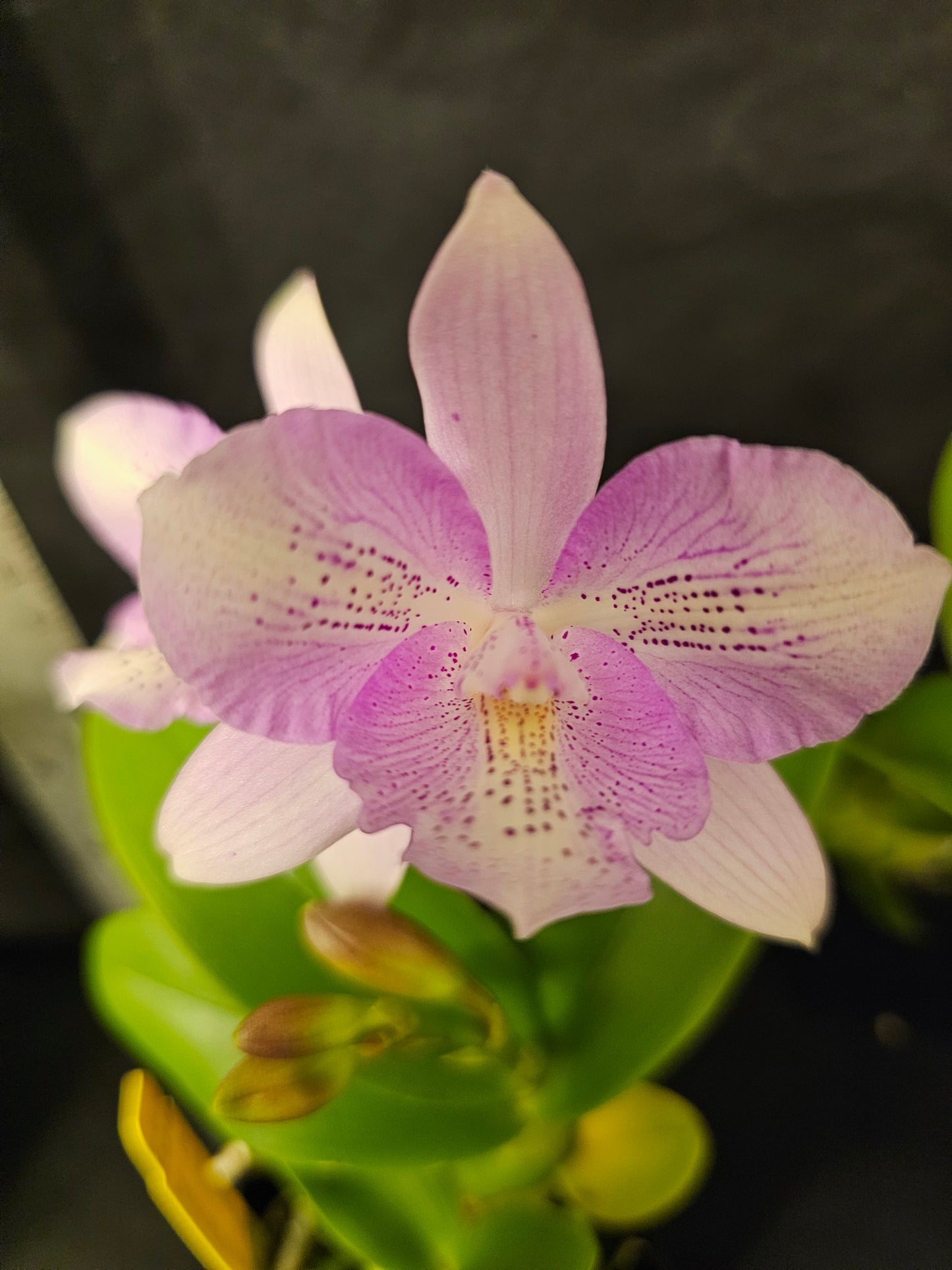 Caulocattleya Chantilly Lace 'Twinkle' blooming size compact cattleya clone. Fragrant and beautiful.